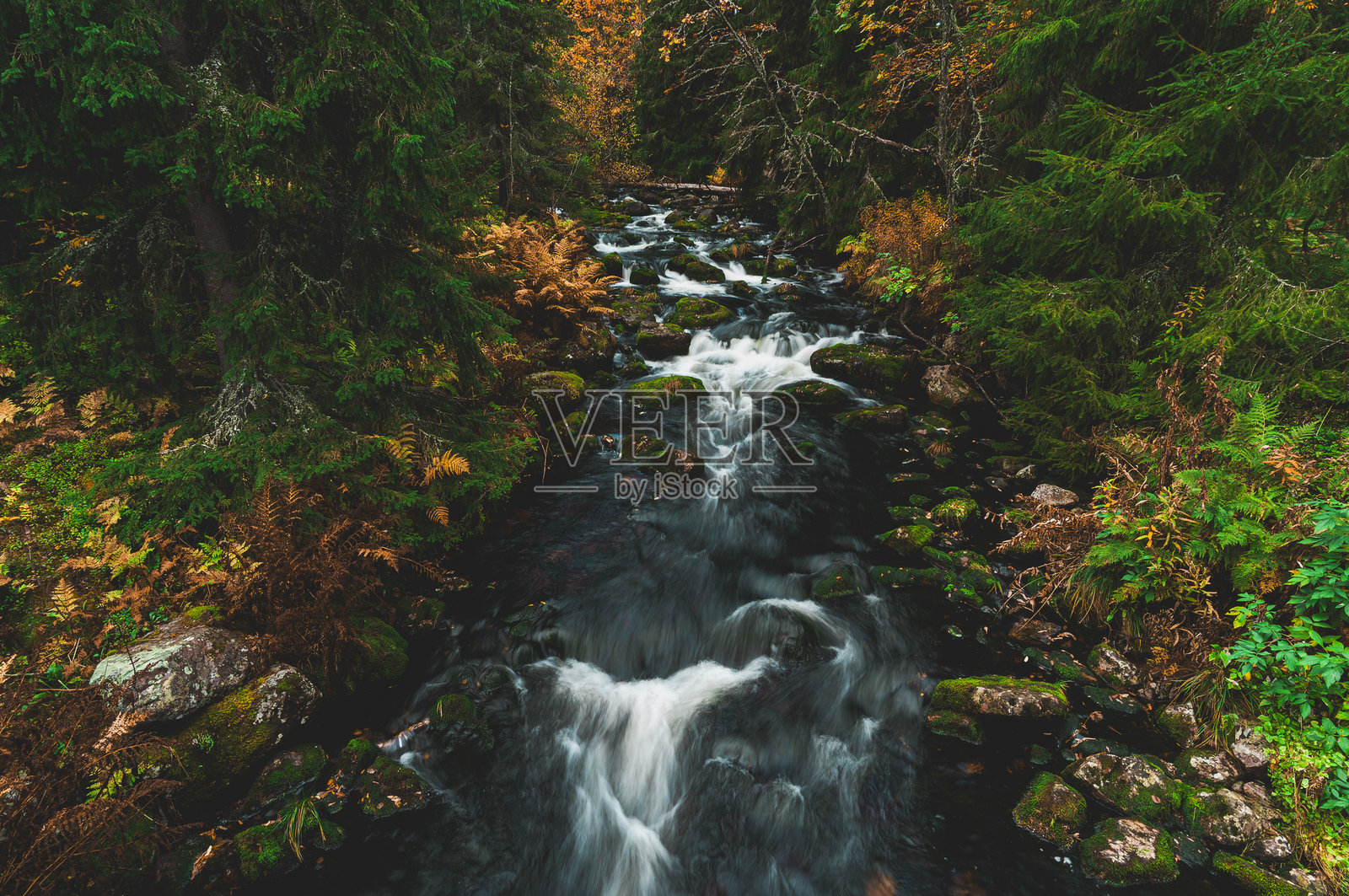 秋季色彩斑斓的瑞典富鲁菲亚莱特国家公园，蕨类植物环绕的河流在秋叶中蜿蜒流淌照片摄影图片