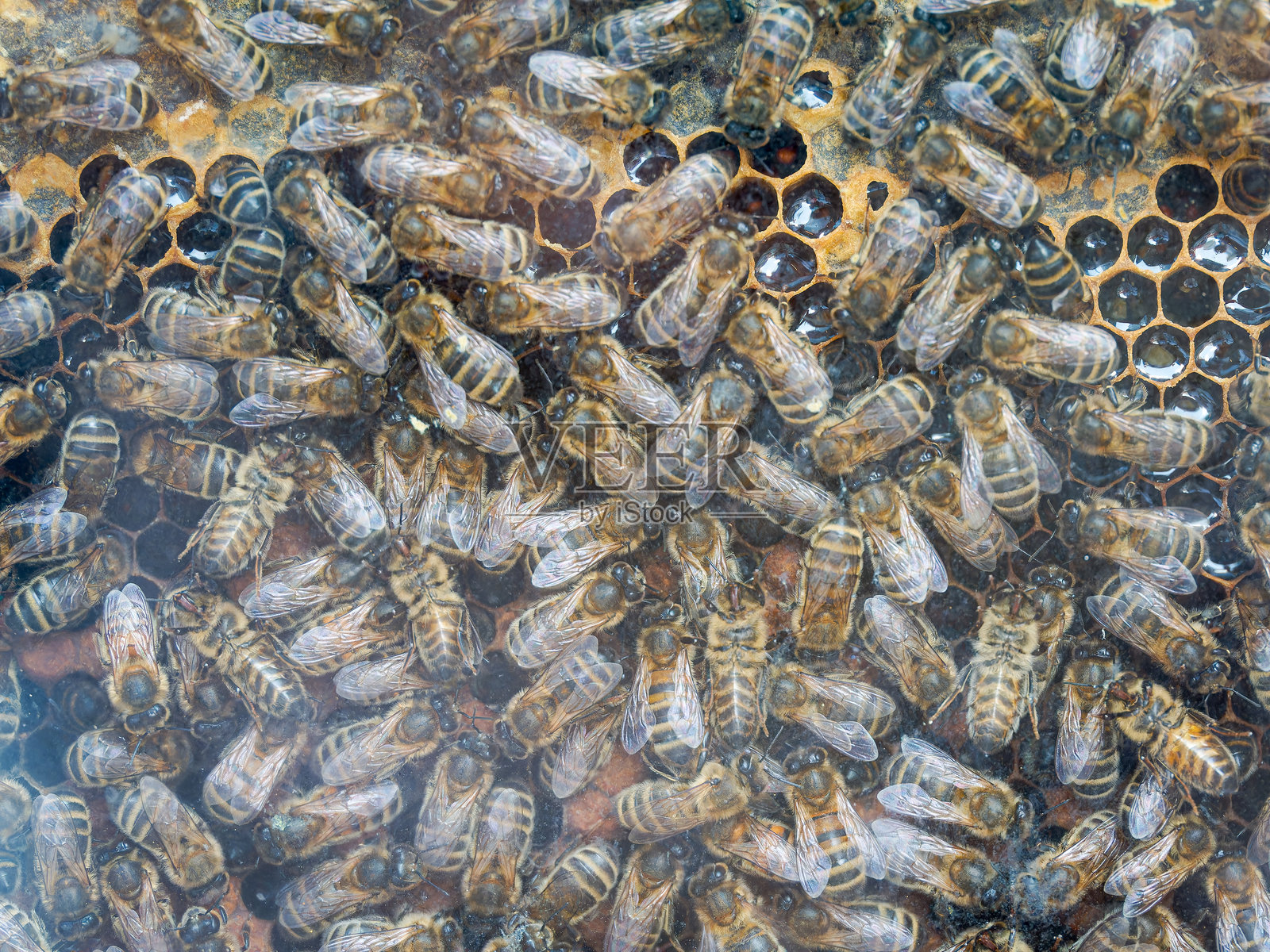 玻璃蜂箱内的蜜蜂群（Apis mellifera），法国阿尔卑斯山蒂涅照片摄影图片