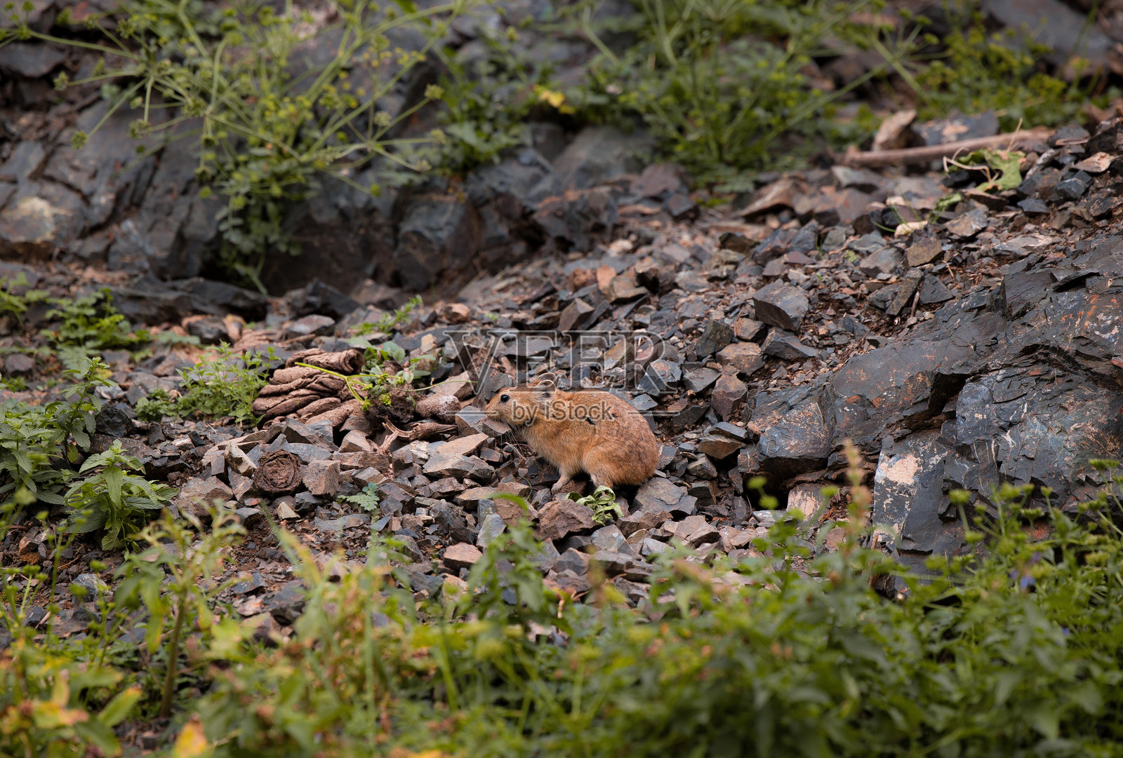 棕色鼠兔照片摄影图片