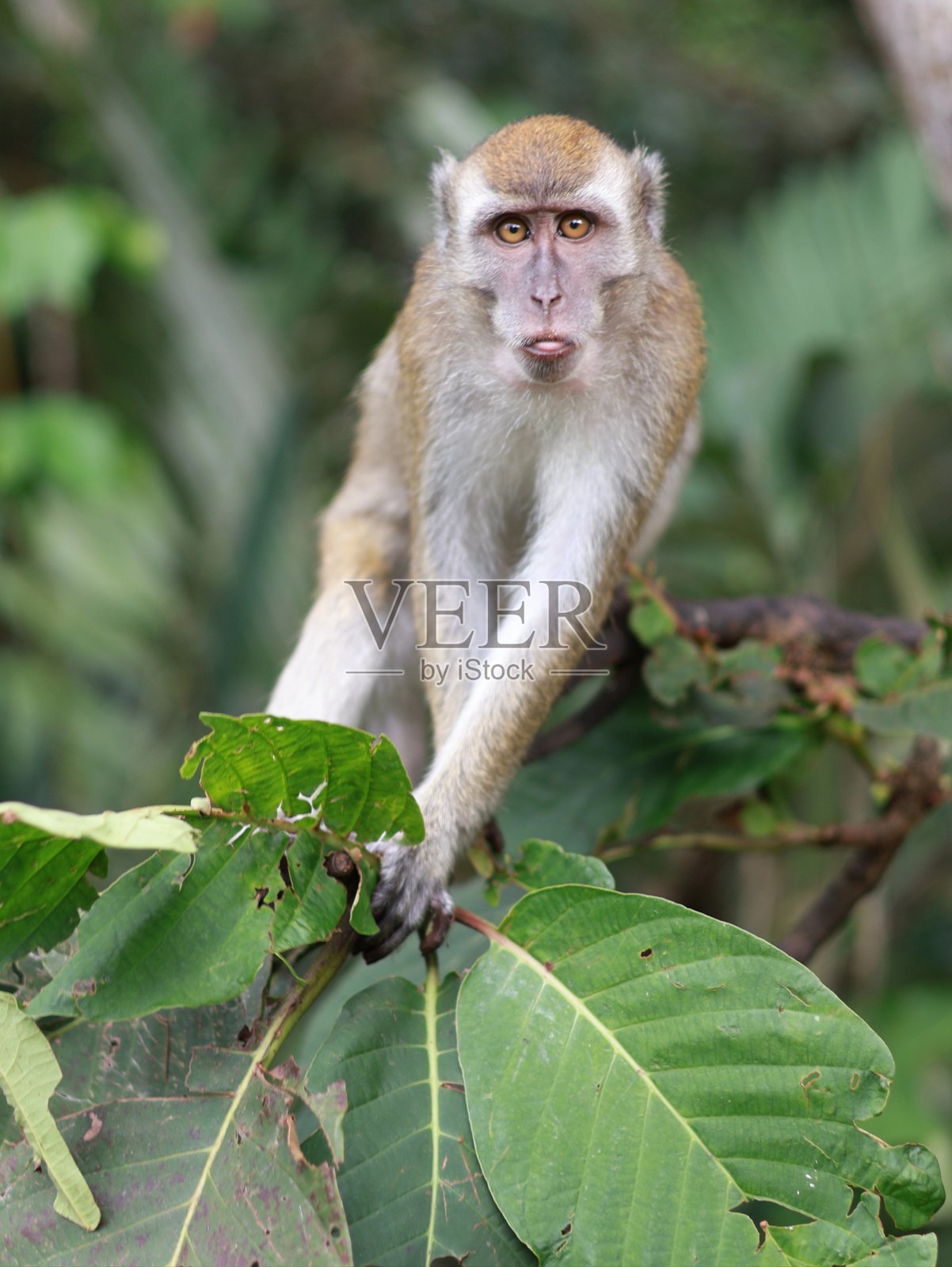 特写猴子猕猴照片摄影图片