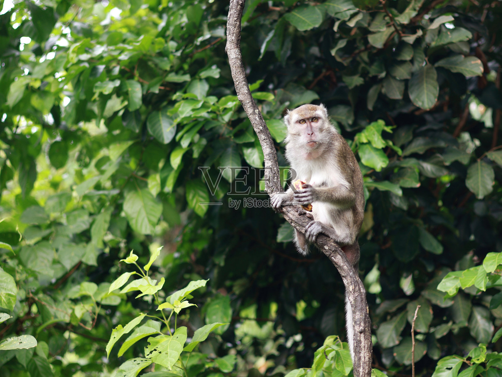 近距离拍摄的猕猴照片摄影图片