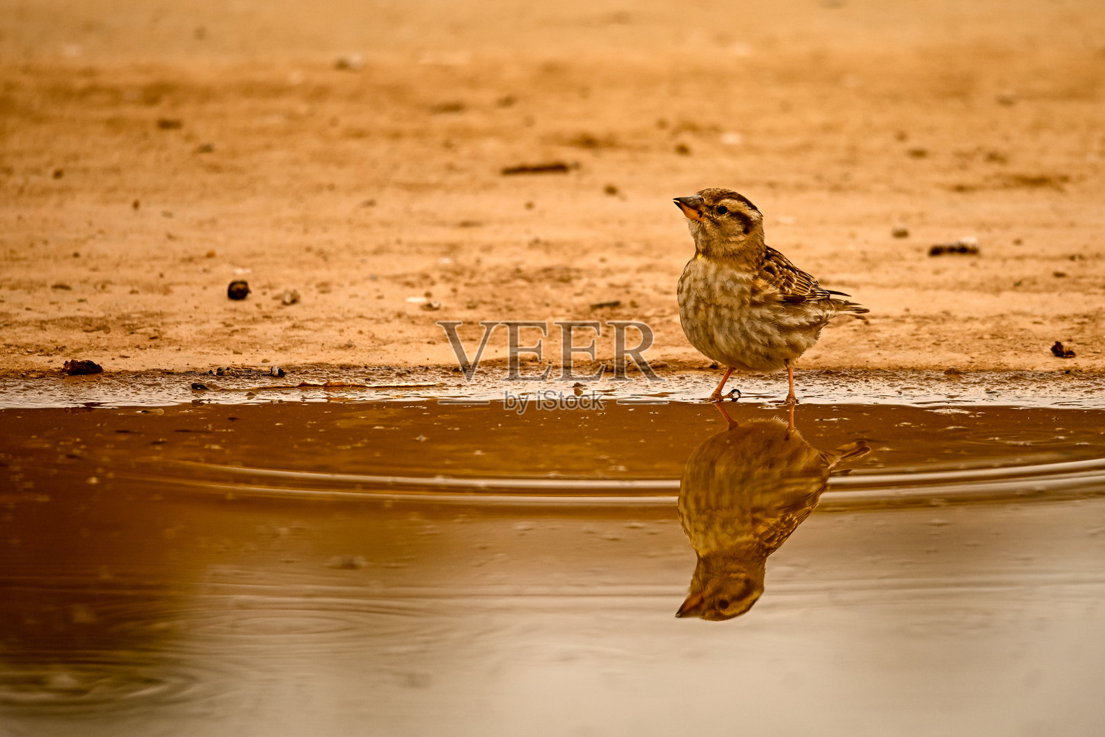 春季倒影中的黄喉麻雀照片摄影图片