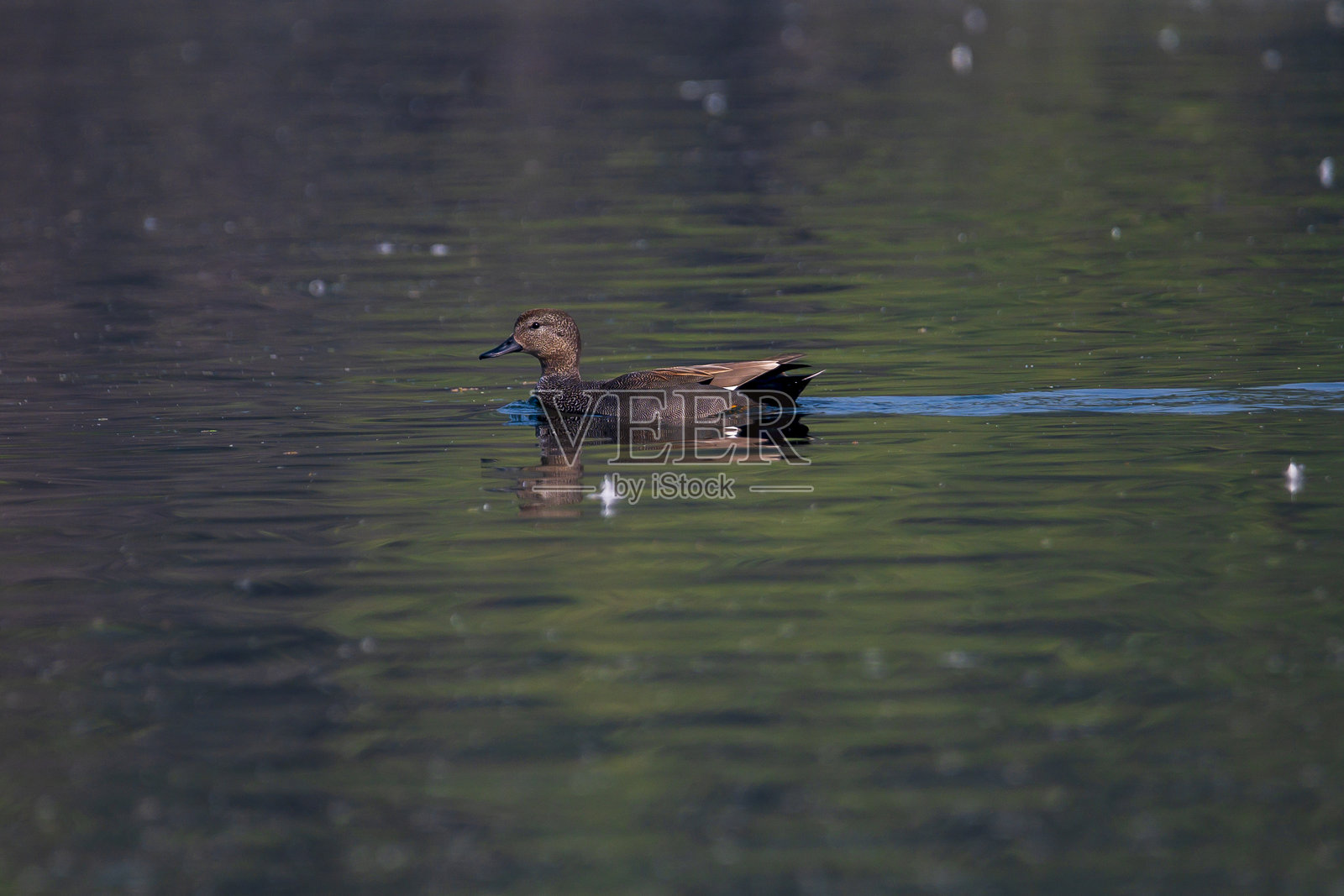 在苏丹普尔国家公园，赤颈鸭在波光粼粼的湿地水面上游动照片摄影图片
