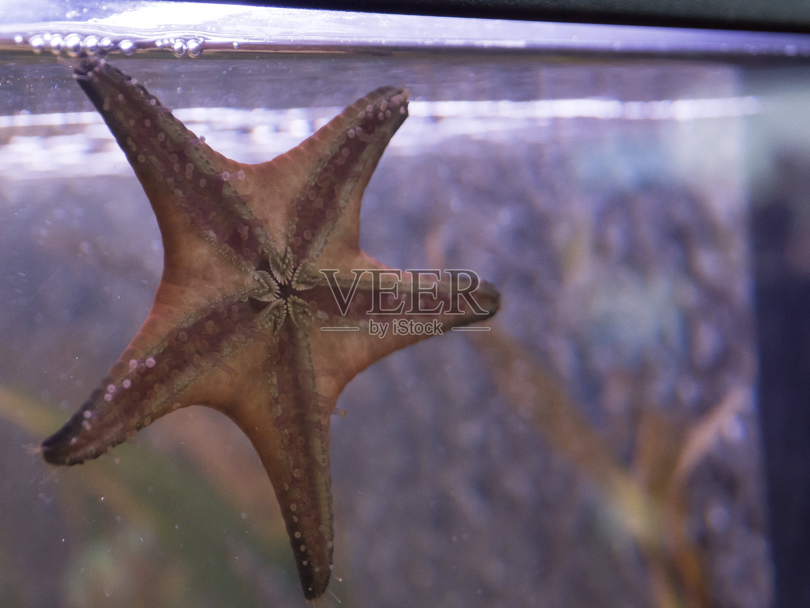 棕色的海星附着在鱼缸玻璃上，是东北大西洋最常见和最熟悉的海星。照片摄影图片
