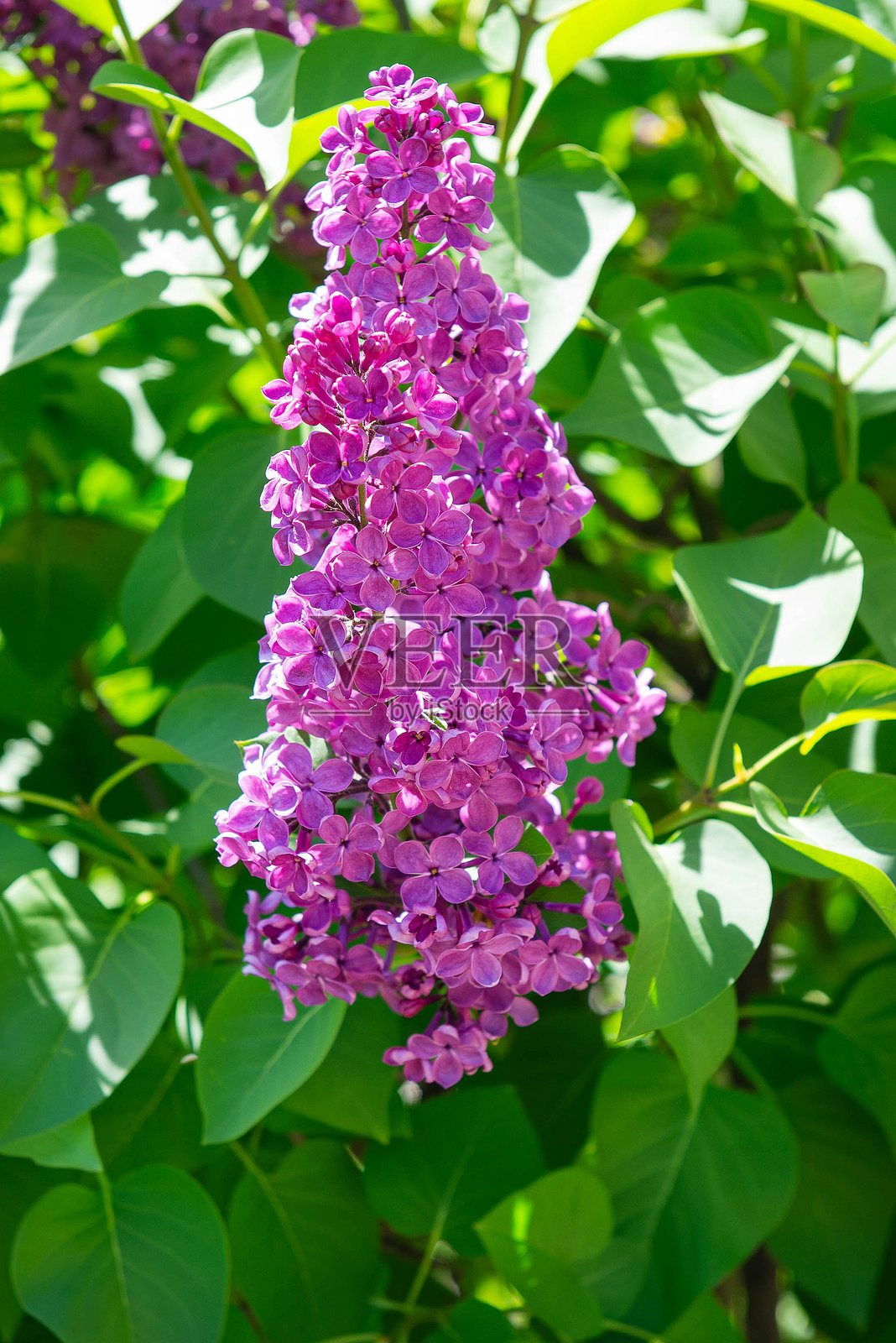 春日花园里盛开的紫色丁香花特写照片摄影图片