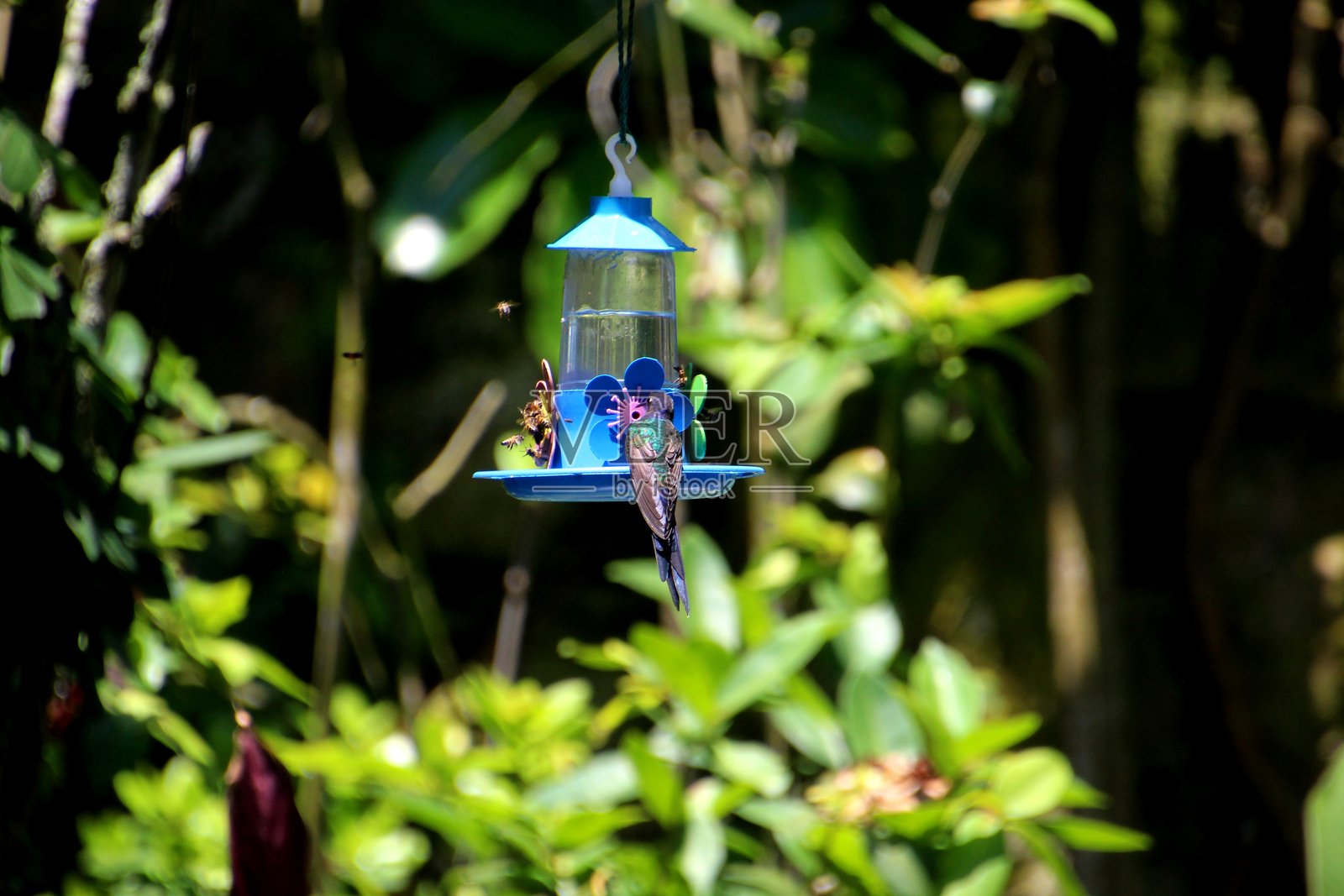蜂鸟 - 蜂鸟科照片摄影图片