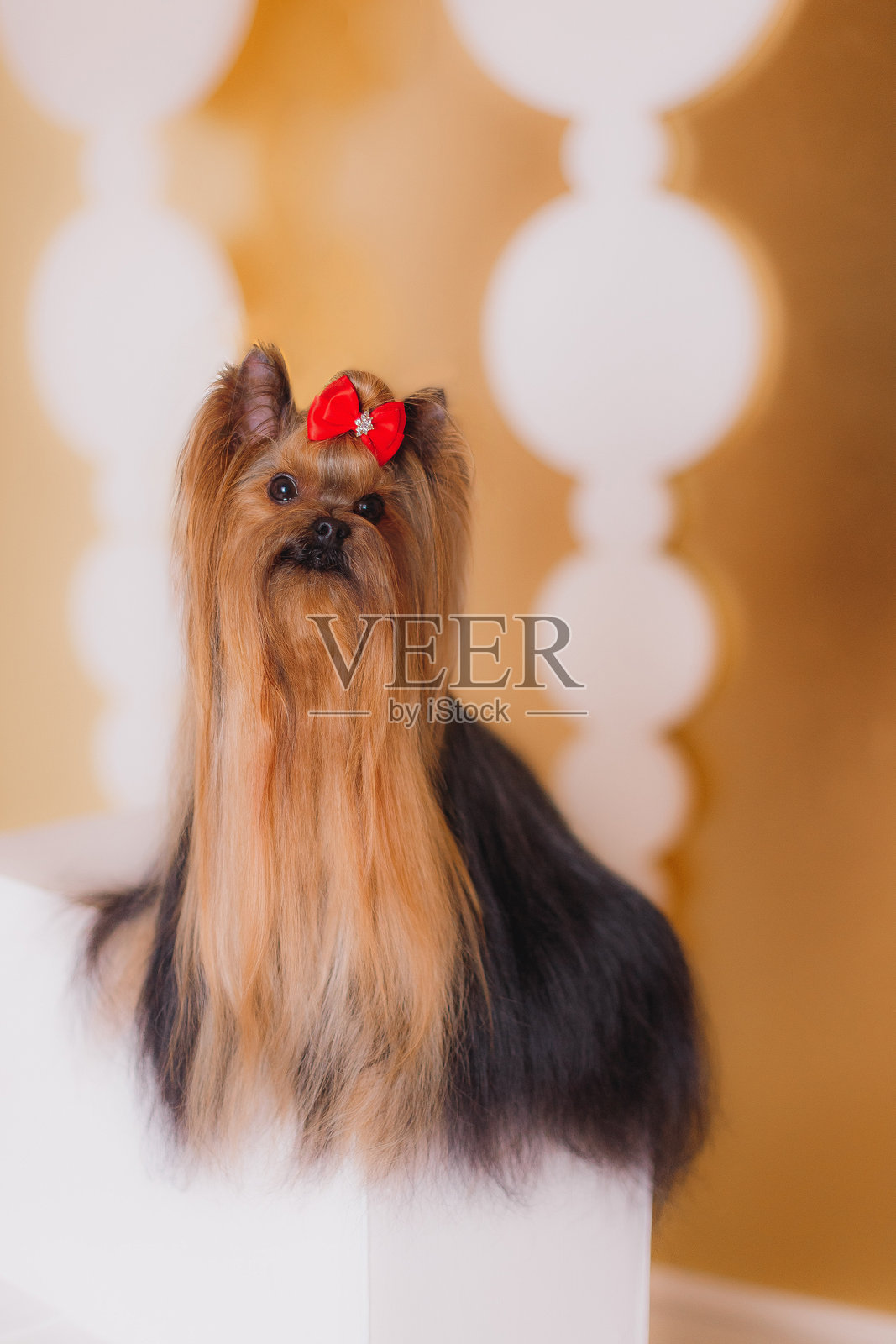 约克夏梗犬戴着红色蝴蝶结，坐在一块白色立方体上，背景是金色节日装饰。照片摄影图片
