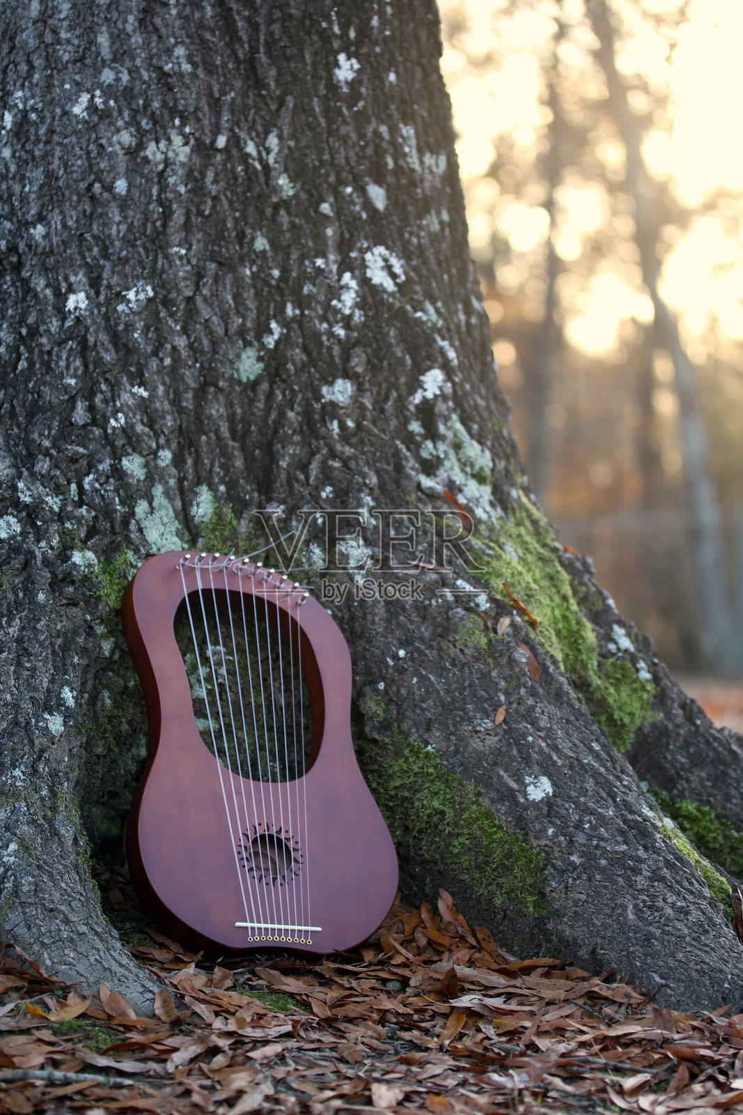 秋日里，竖琴在树旁照片摄影图片