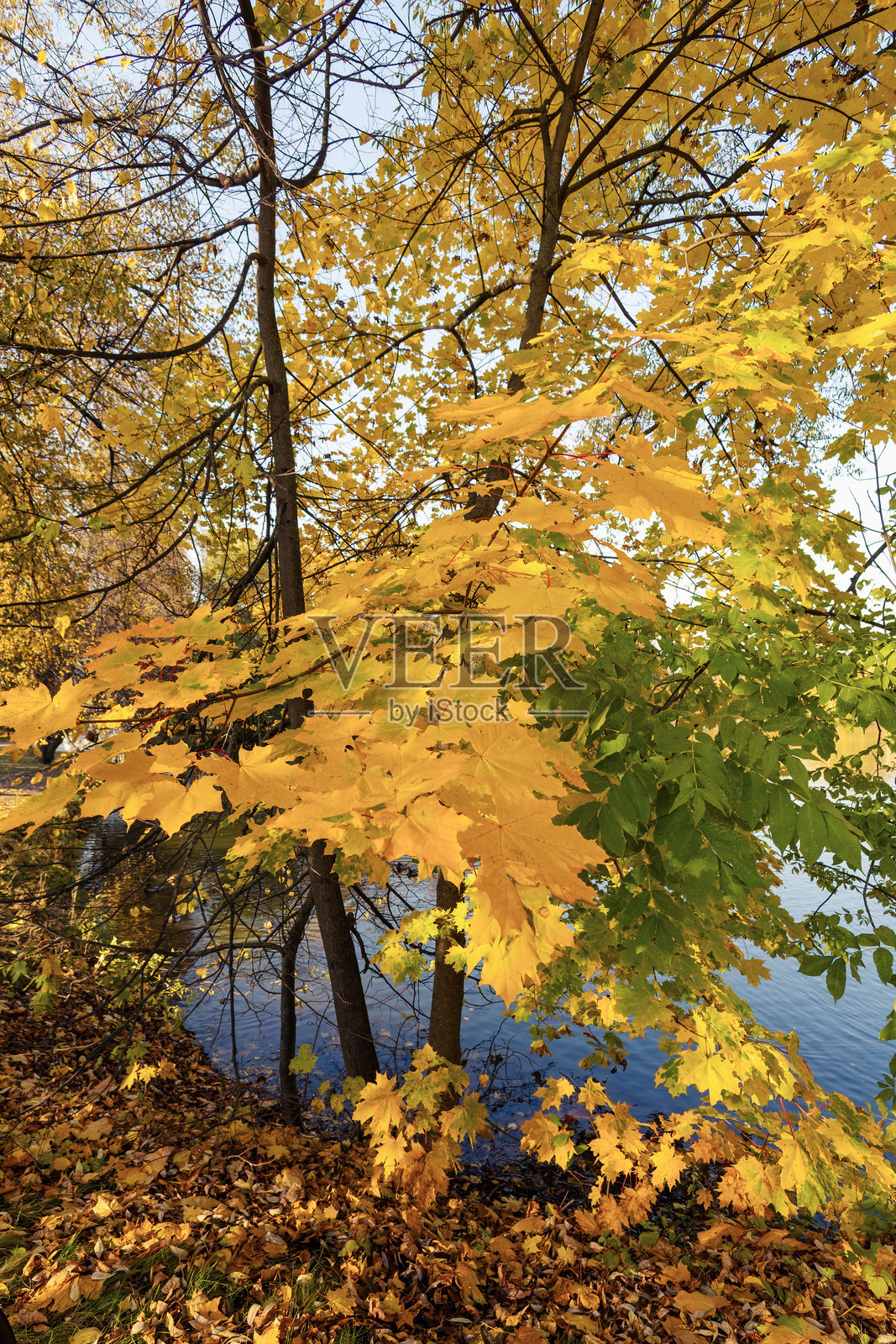 莫斯科地区古老的奥斯塔菲耶沃公园的秋景照片摄影图片