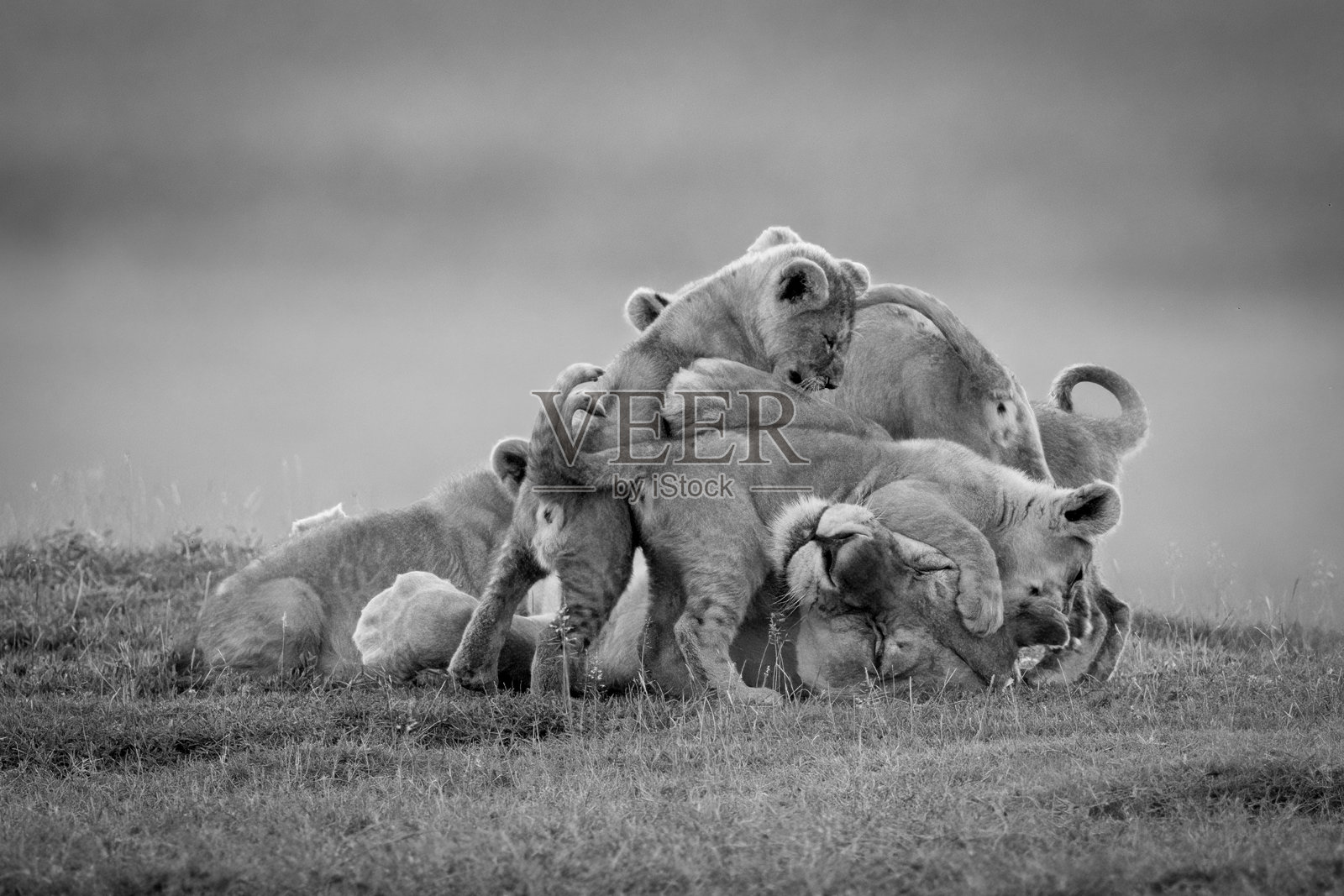 母狮子在草原上被幼崽们依偎着照片摄影图片