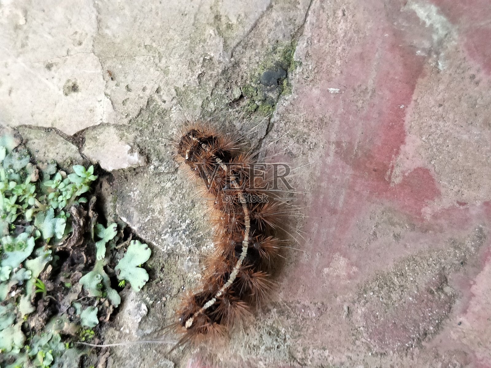 毛毛虫在地板上照片摄影图片