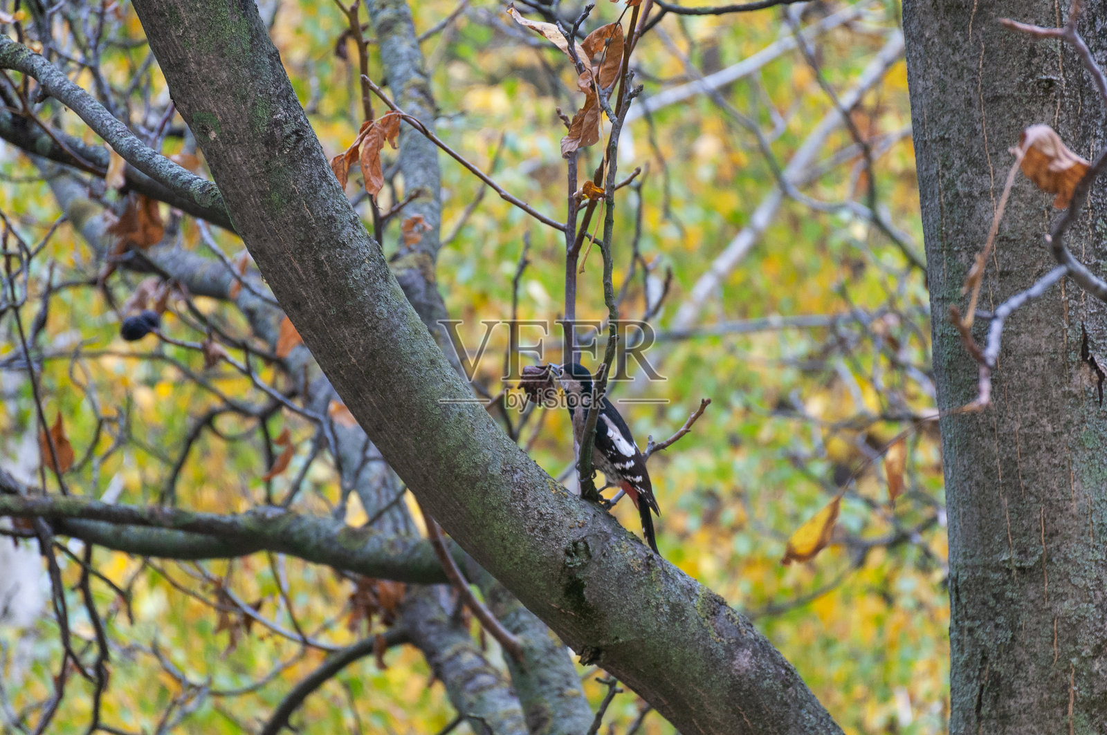 一只斑啄木鸟栖息在秋天的树枝上，嘴里叼着一颗坚果照片摄影图片