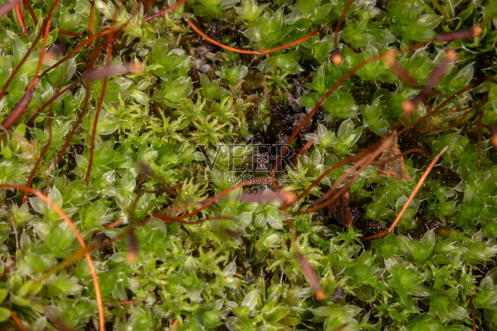 常绿星苔覆盖着潮湿的森林地面照片摄影图片
