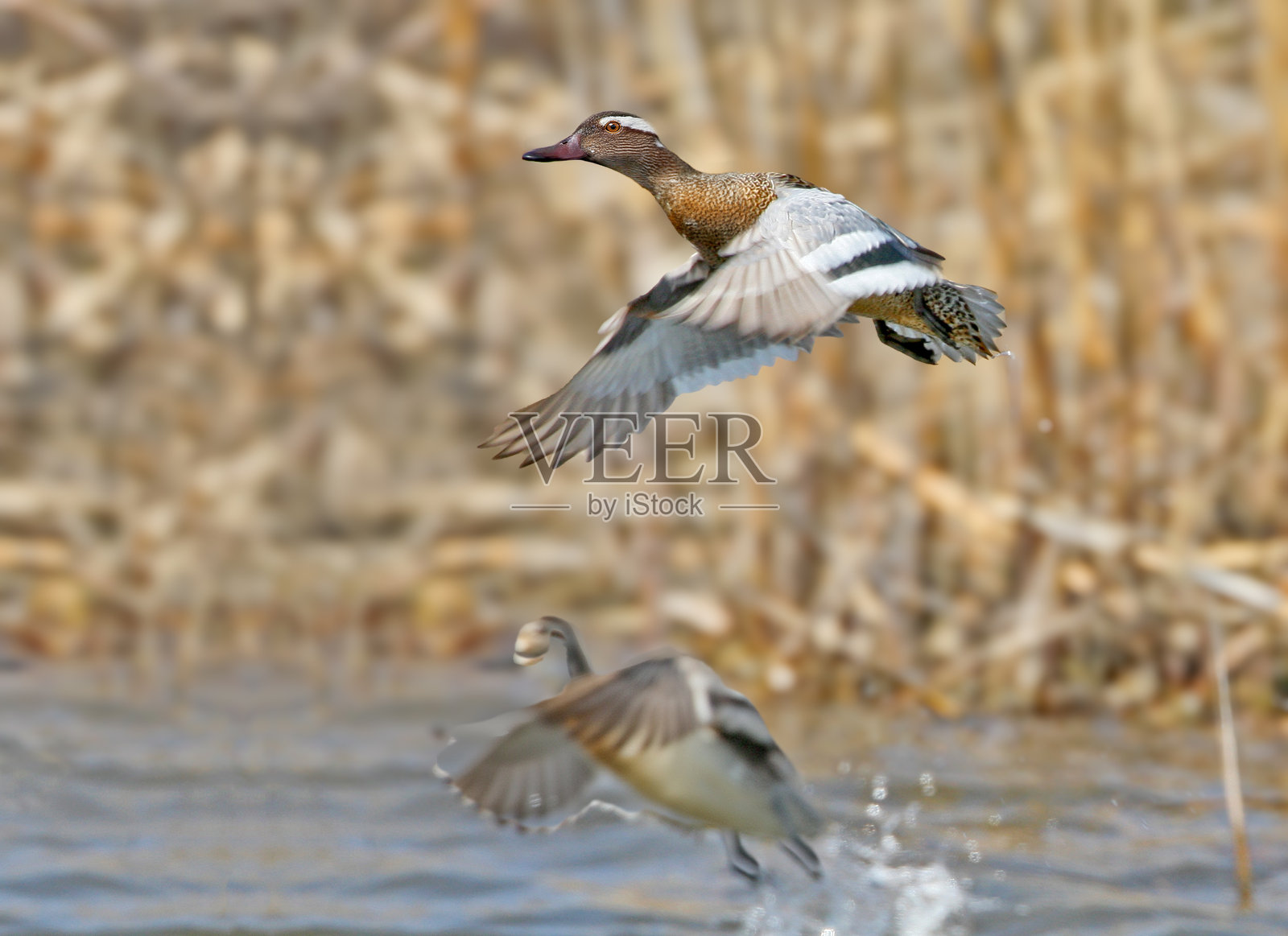 花嘴鸭（Spatula querquedula）照片摄影图片