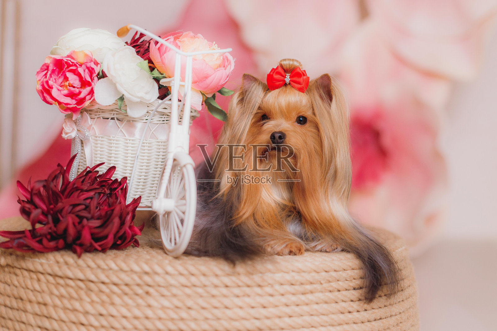 约克夏㹴犬戴着红色蝴蝶结，躺在一个白色柳条三轮车旁边，三轮车上装饰着粉色和红色的花朵。照片摄影图片