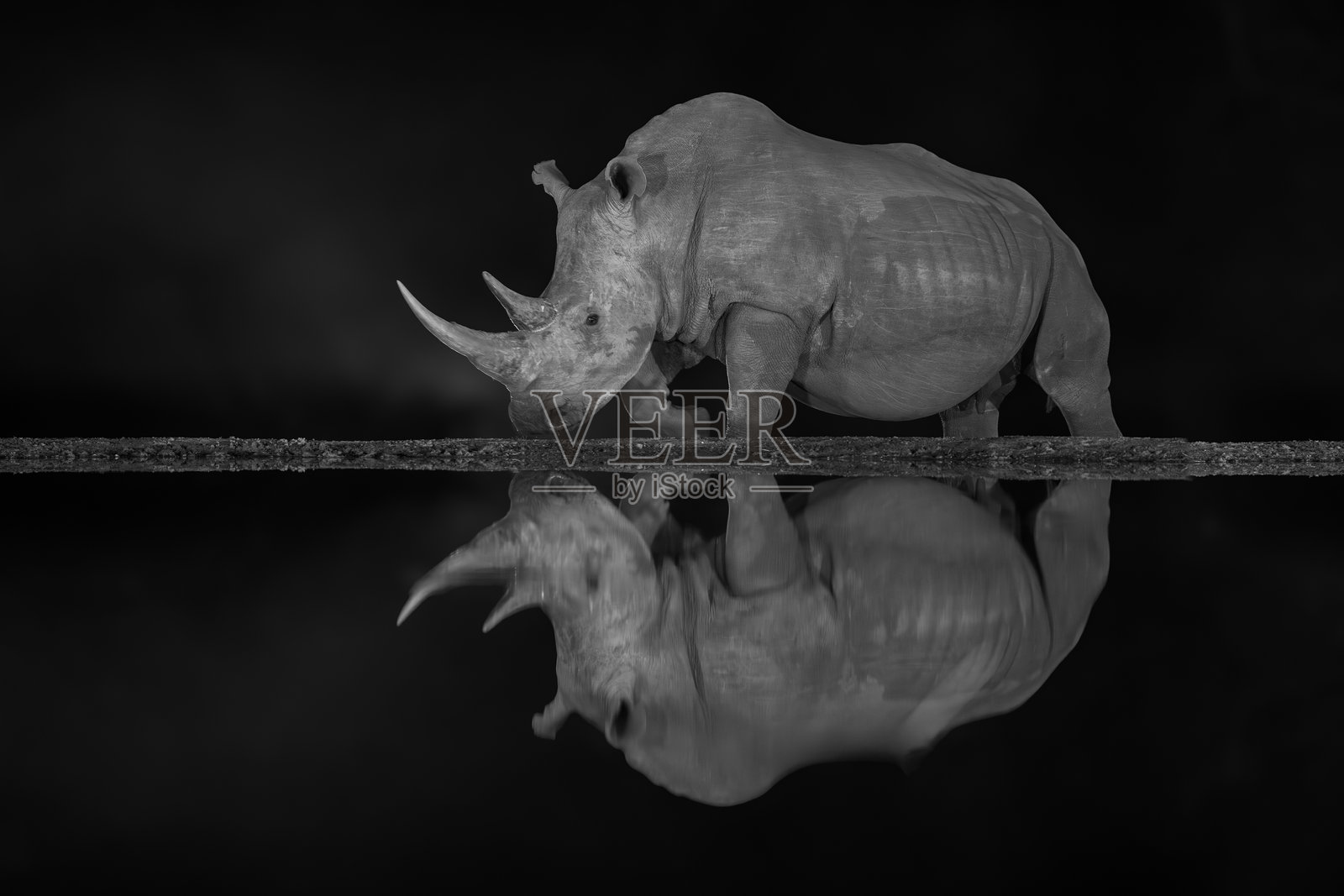 单只白犀牛在夜间经过水坑照片摄影图片