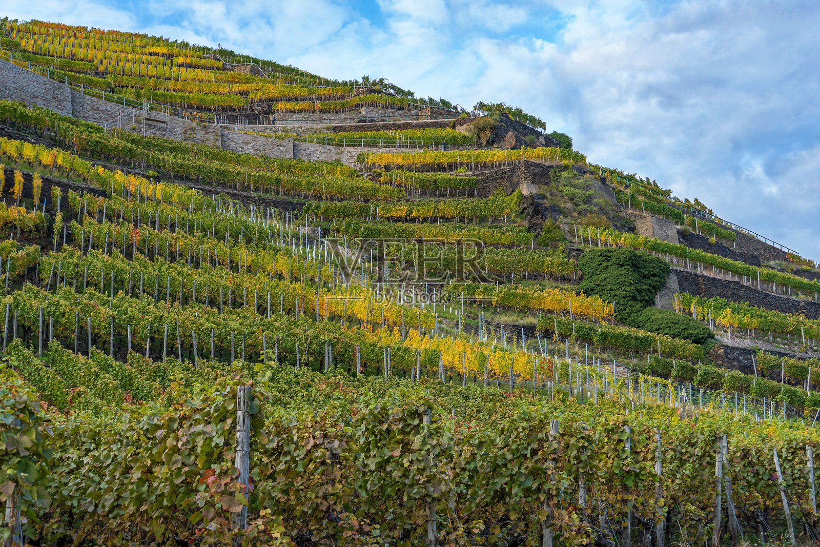 秋季阿尔河谷的葡萄园照片摄影图片