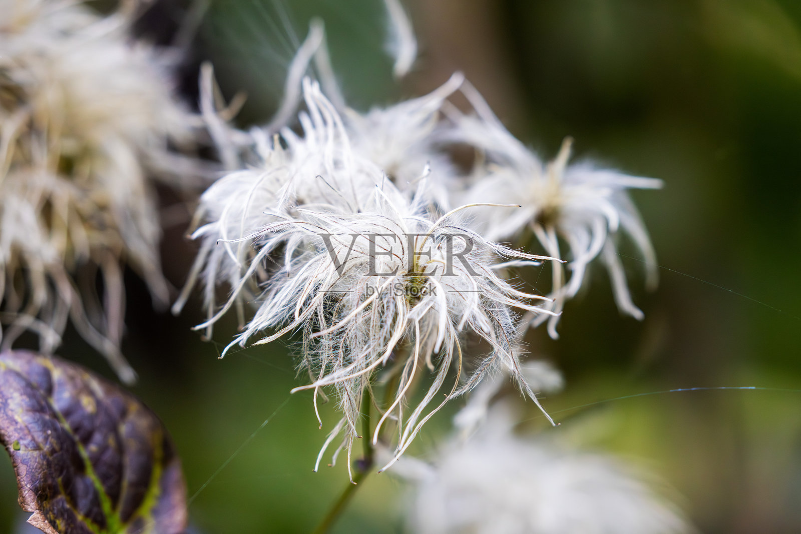 秋季的铁线莲（Clematis vitalba）果实特写照片摄影图片