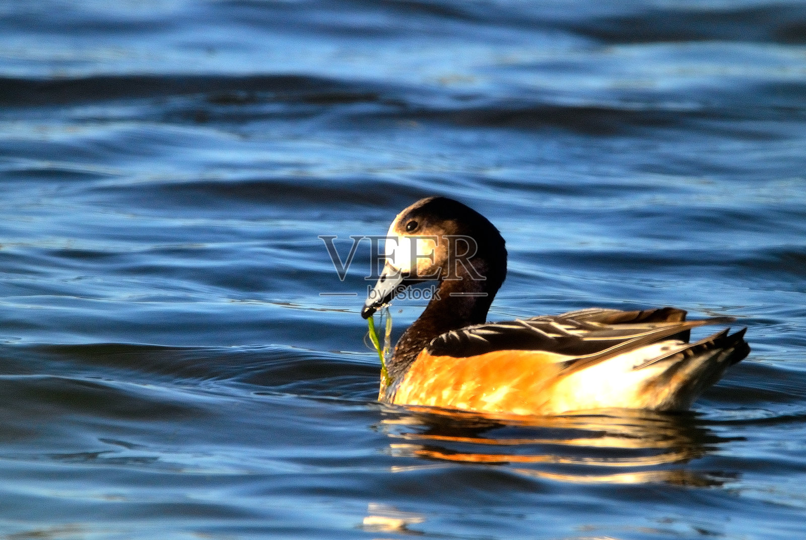 鸭子照片摄影图片