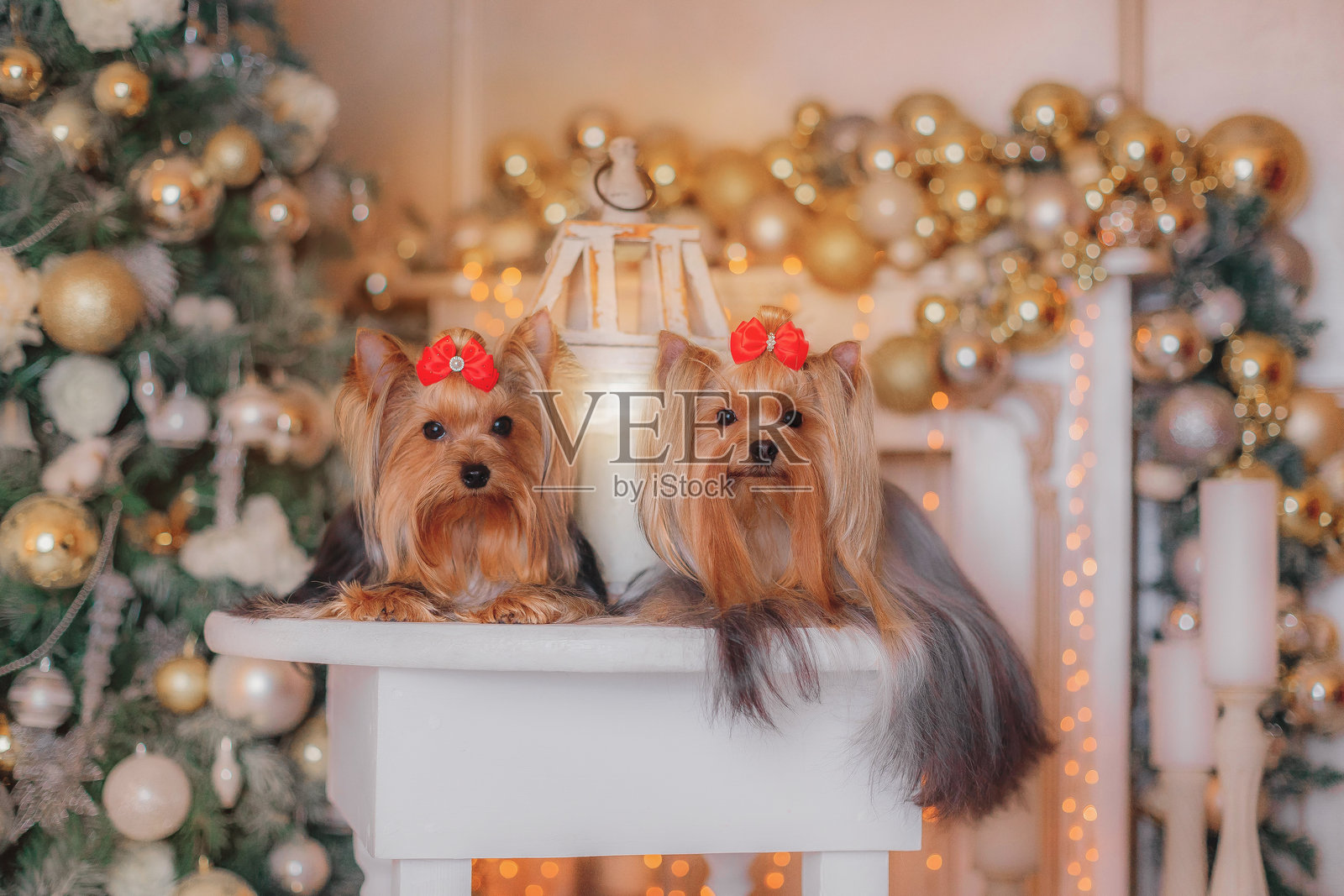 两条约克夏㹴犬戴着红色蝴蝶结，躺在装饰有金色饰品和彩灯的圣诞树附近。照片摄影图片