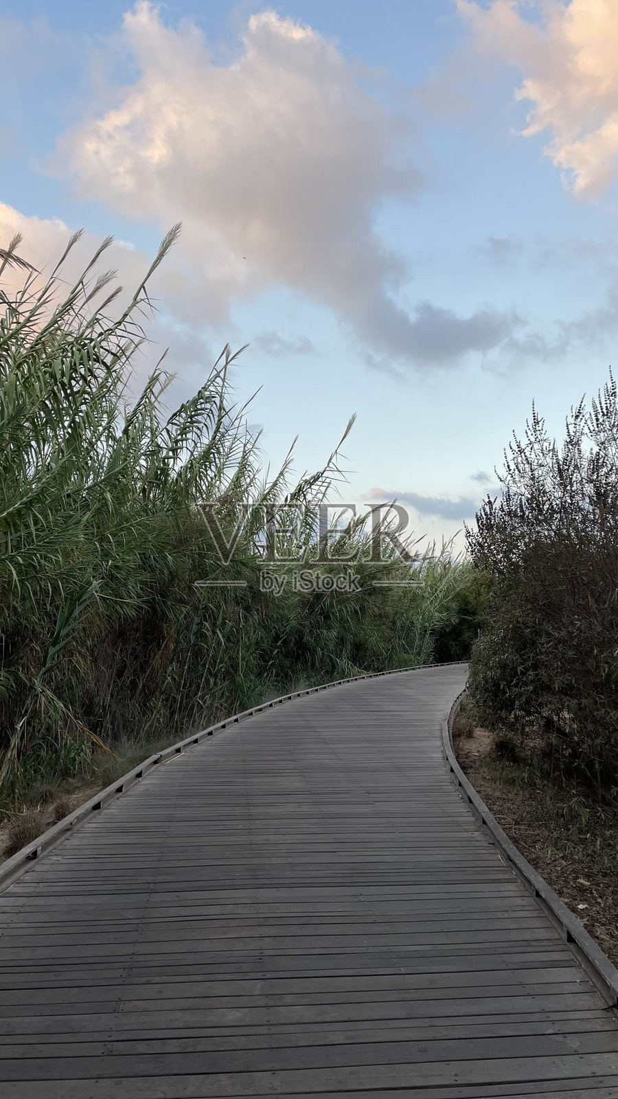 高大植物间的一条木质小径照片摄影图片
