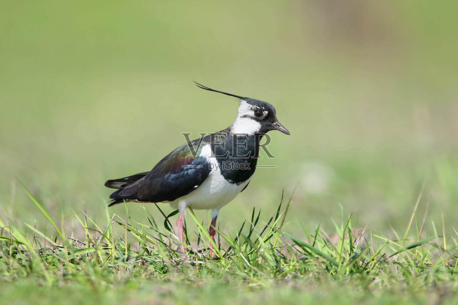 北欧麦鸡 (Vanellus vanellus)照片摄影图片