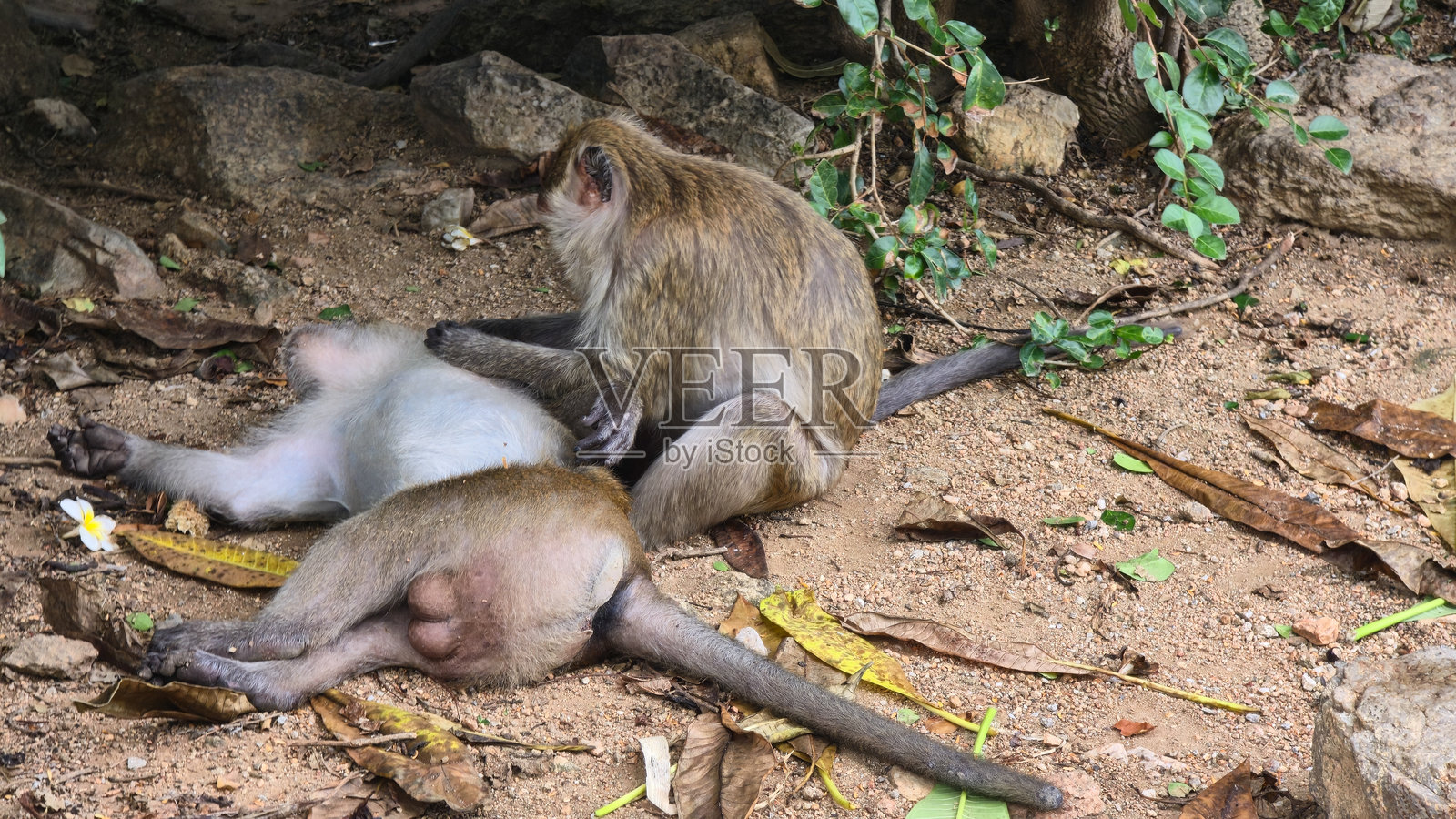 一只母猴在泰国华欣的自然栖息地哺乳它的宝宝，捕捉到温馨动人的瞬间照片摄影图片
