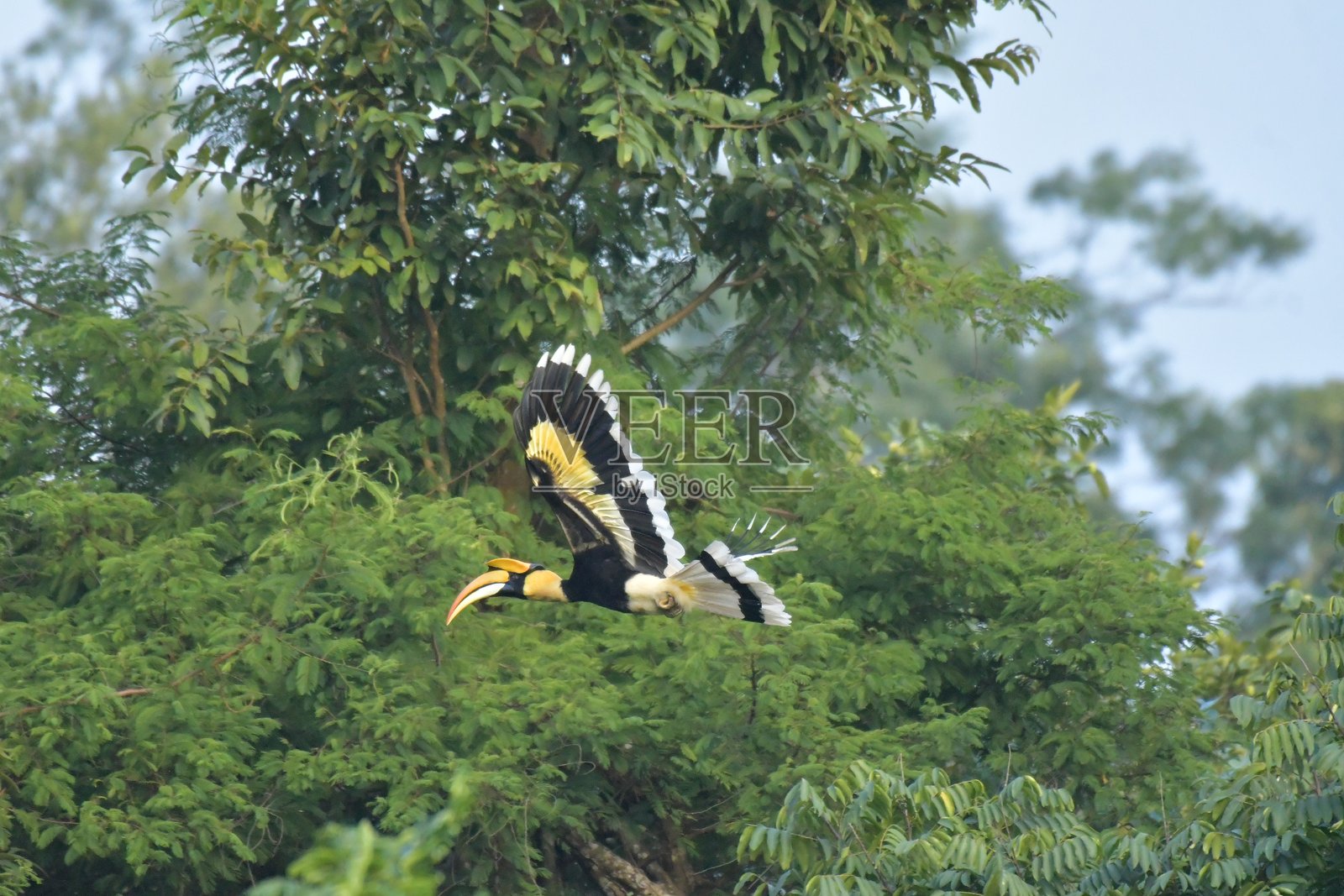 马来西亚国鸟照片摄影图片
