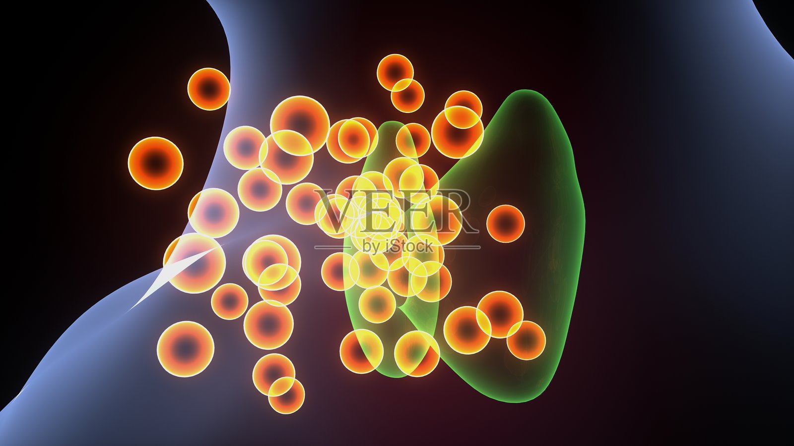 人体腺体解剖图。三维插画照片摄影图片