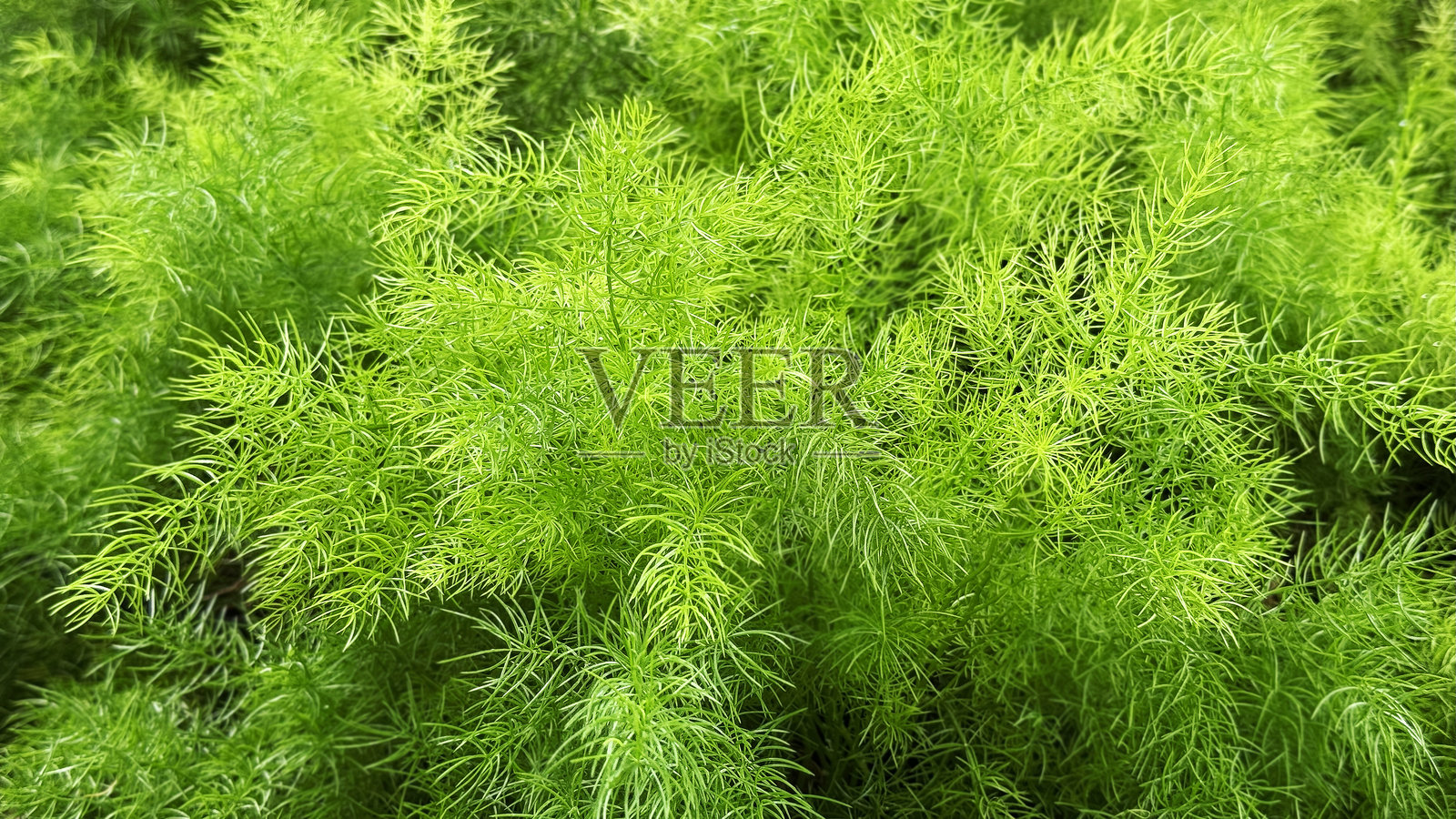 花园里的芦笋蕨照片摄影图片