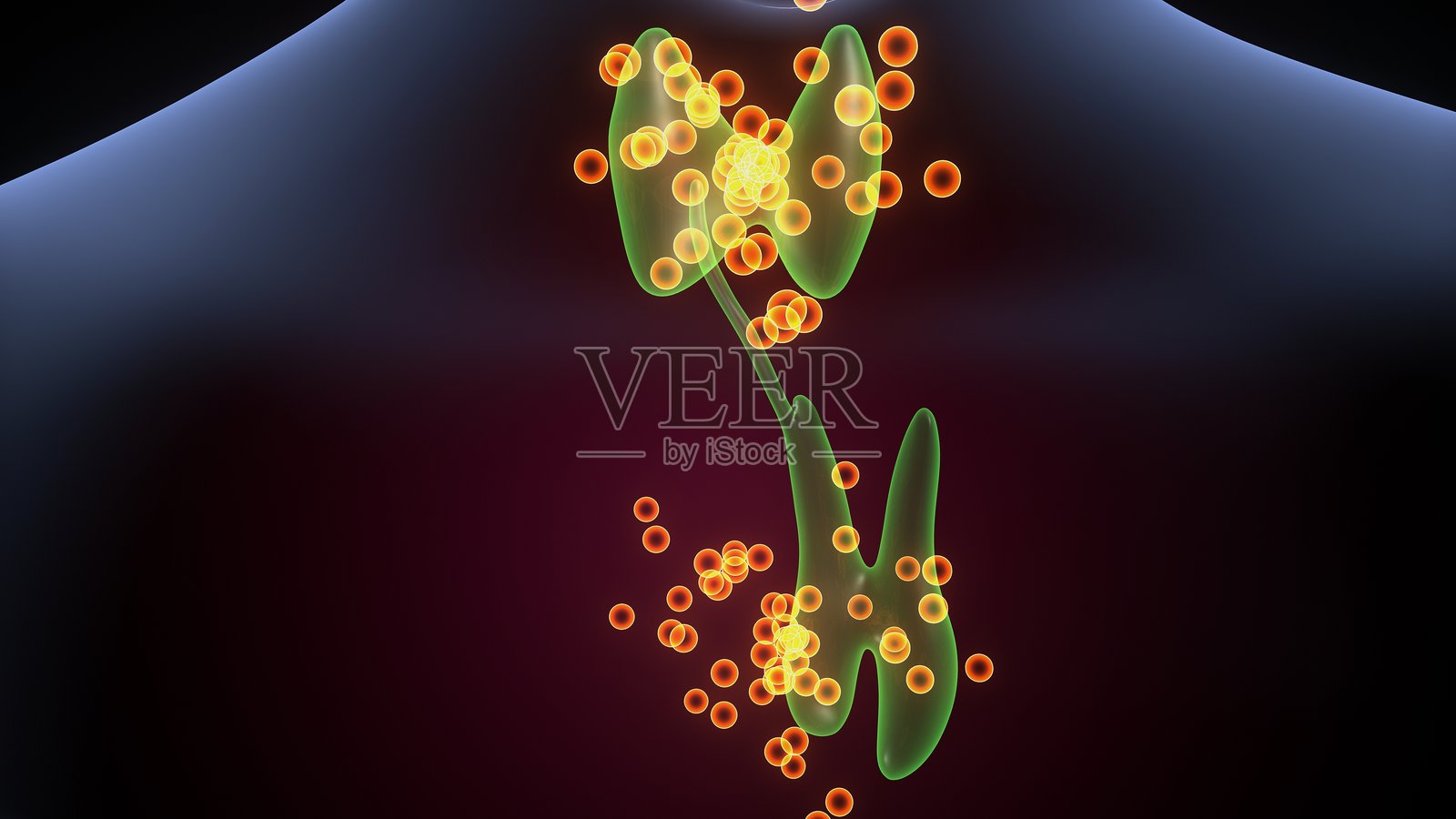 人体腺体解剖图。三维插画照片摄影图片