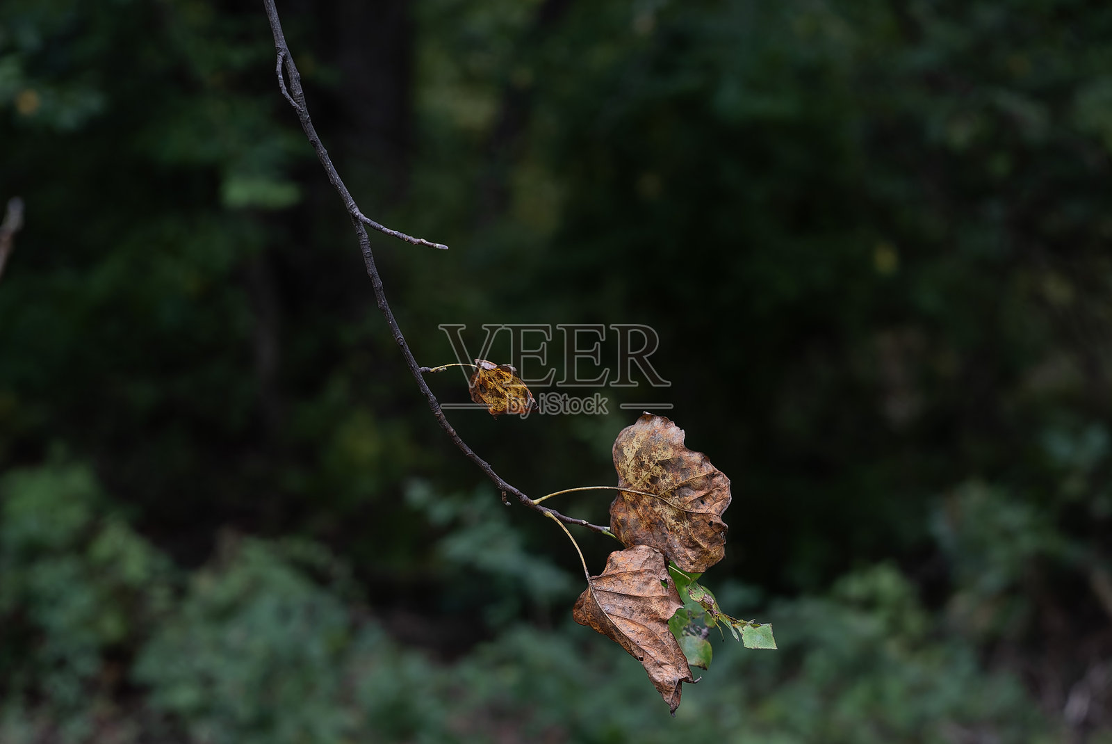 森林中色彩斑斓的树叶照片摄影图片