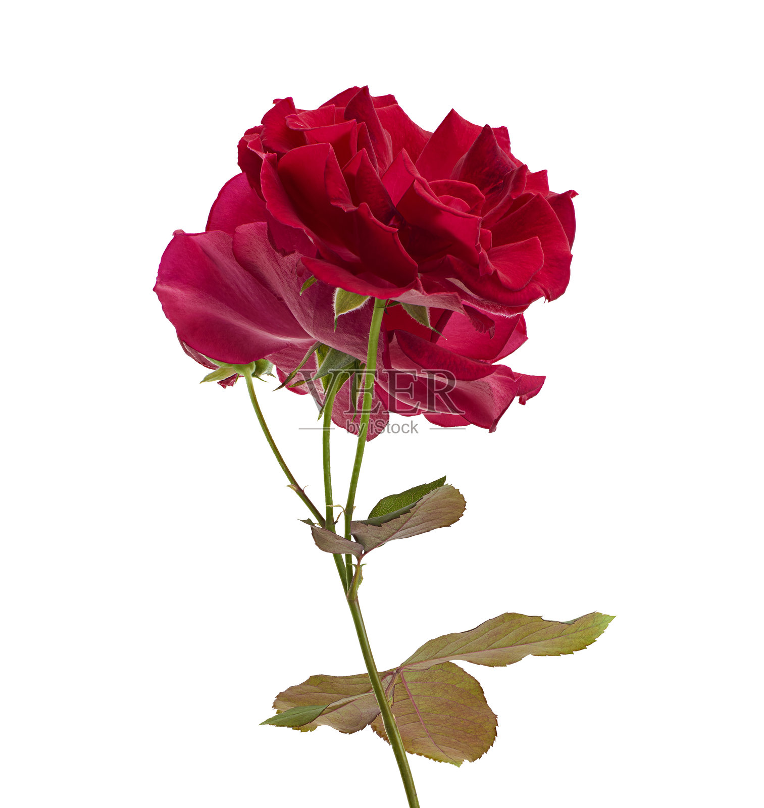 红玫瑰花朵和绿叶，隔离在白色背景上，带有抠图路径照片摄影图片
