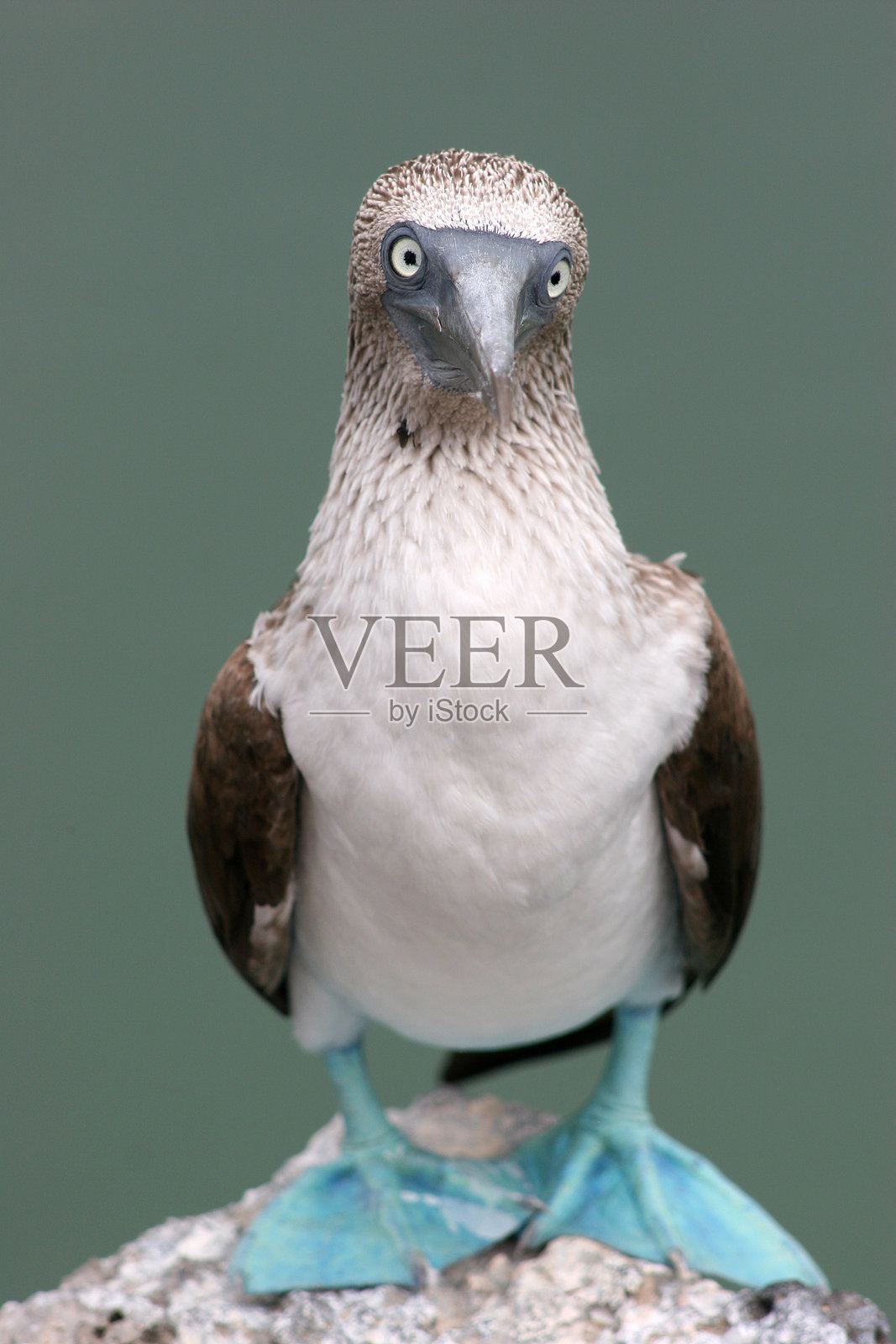 蓝脚鲣鸟在加拉帕戈斯展示其明亮的蓝色脚蹼照片摄影图片