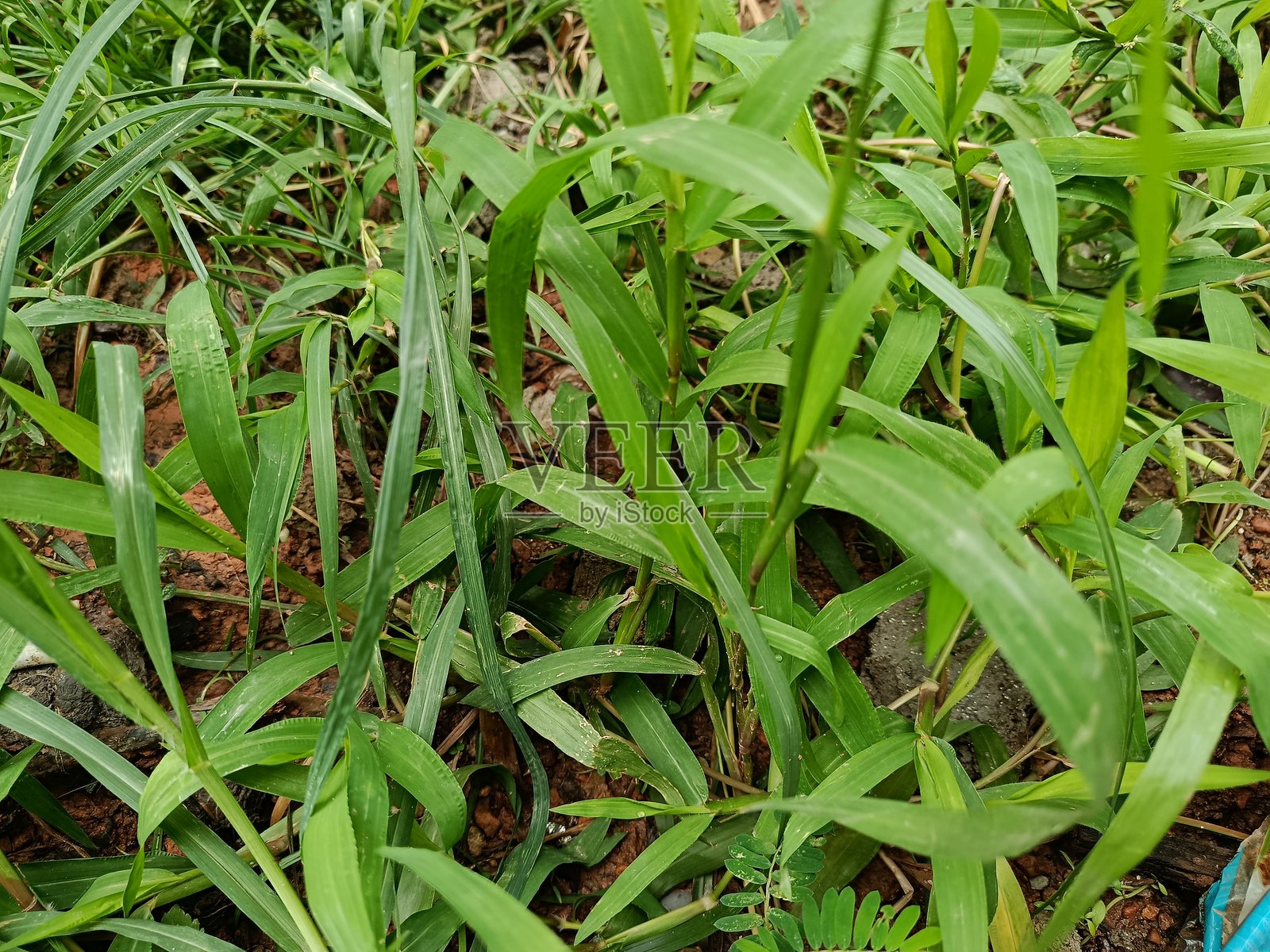 猩猩草是一种一年生植物，属于禾本科（草本科）。这种植物原产于温带生物群落，分布范围从中东到中亚和马来西亚。照片摄影图片