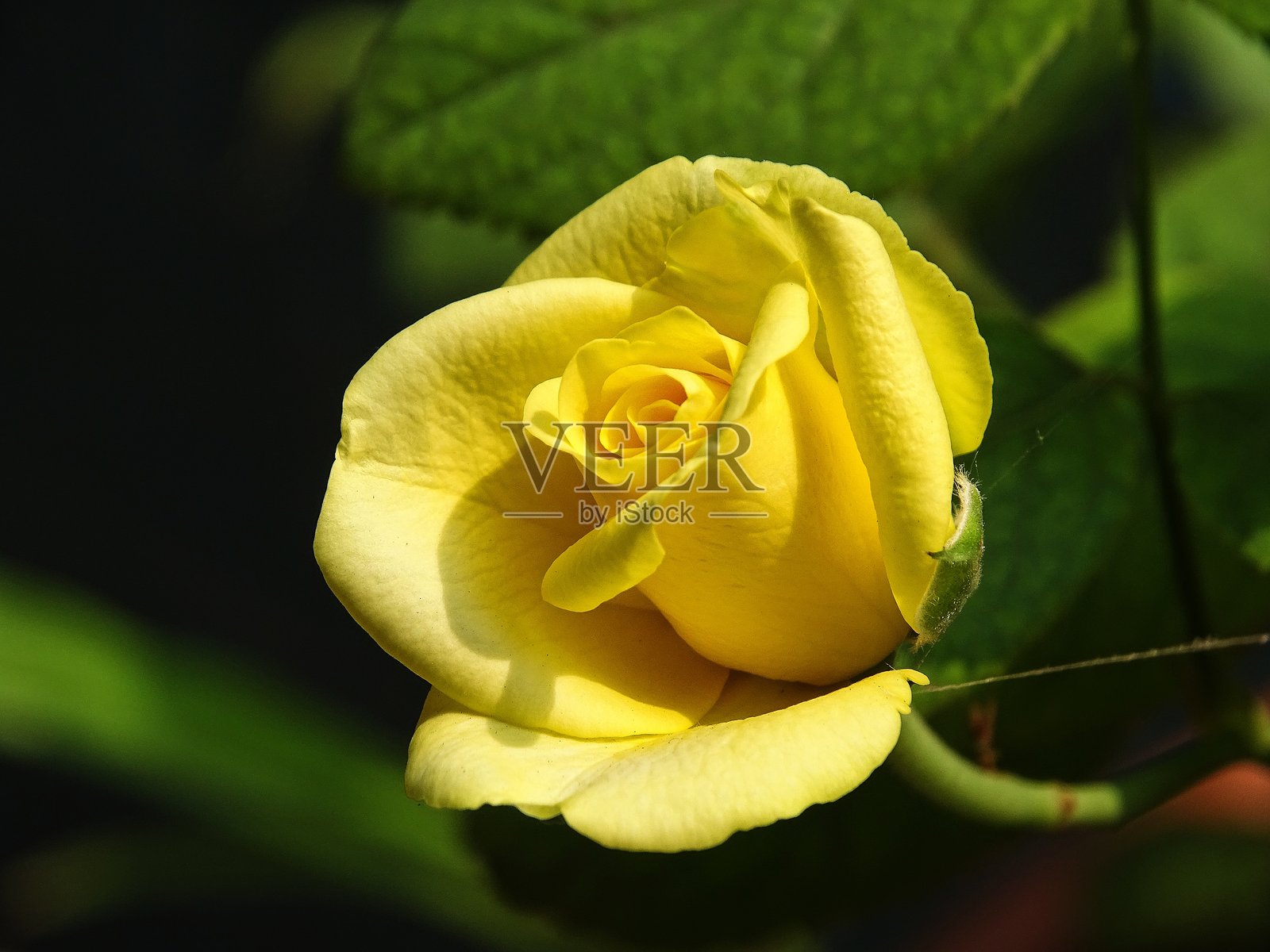 盛开的淡黄色玫瑰花蕾照片摄影图片