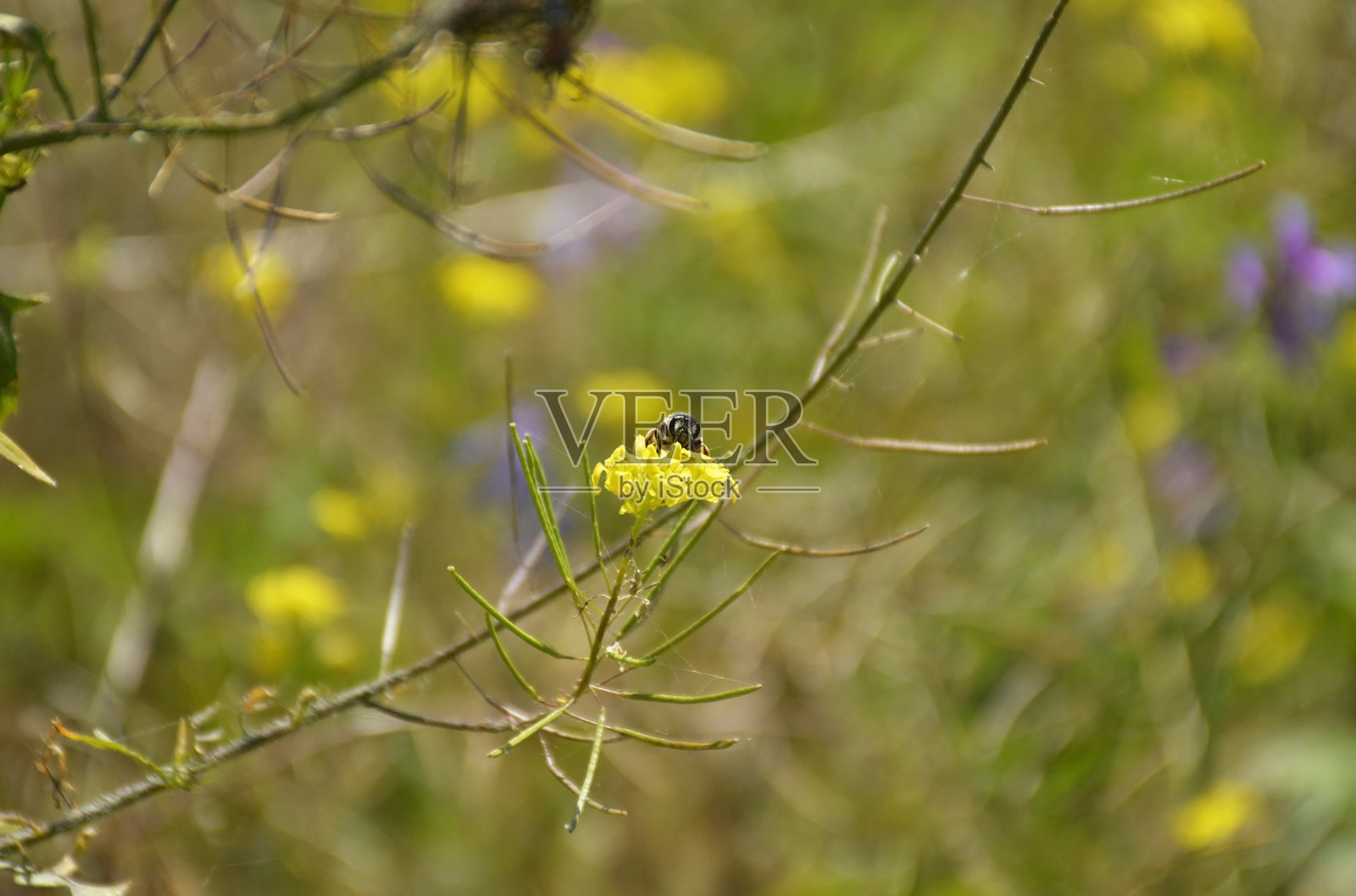 一只小小的黄色野花，上面停着一只蜜蜂在采集花蜜。照片摄影图片