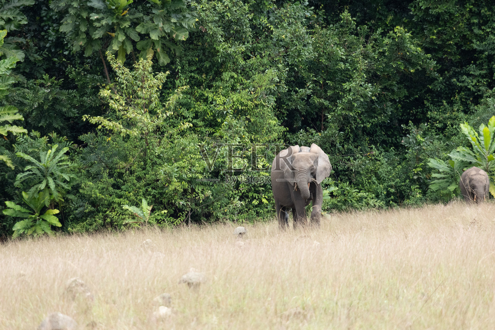 非洲象一家在加蓬草原上行走和觅食照片摄影图片