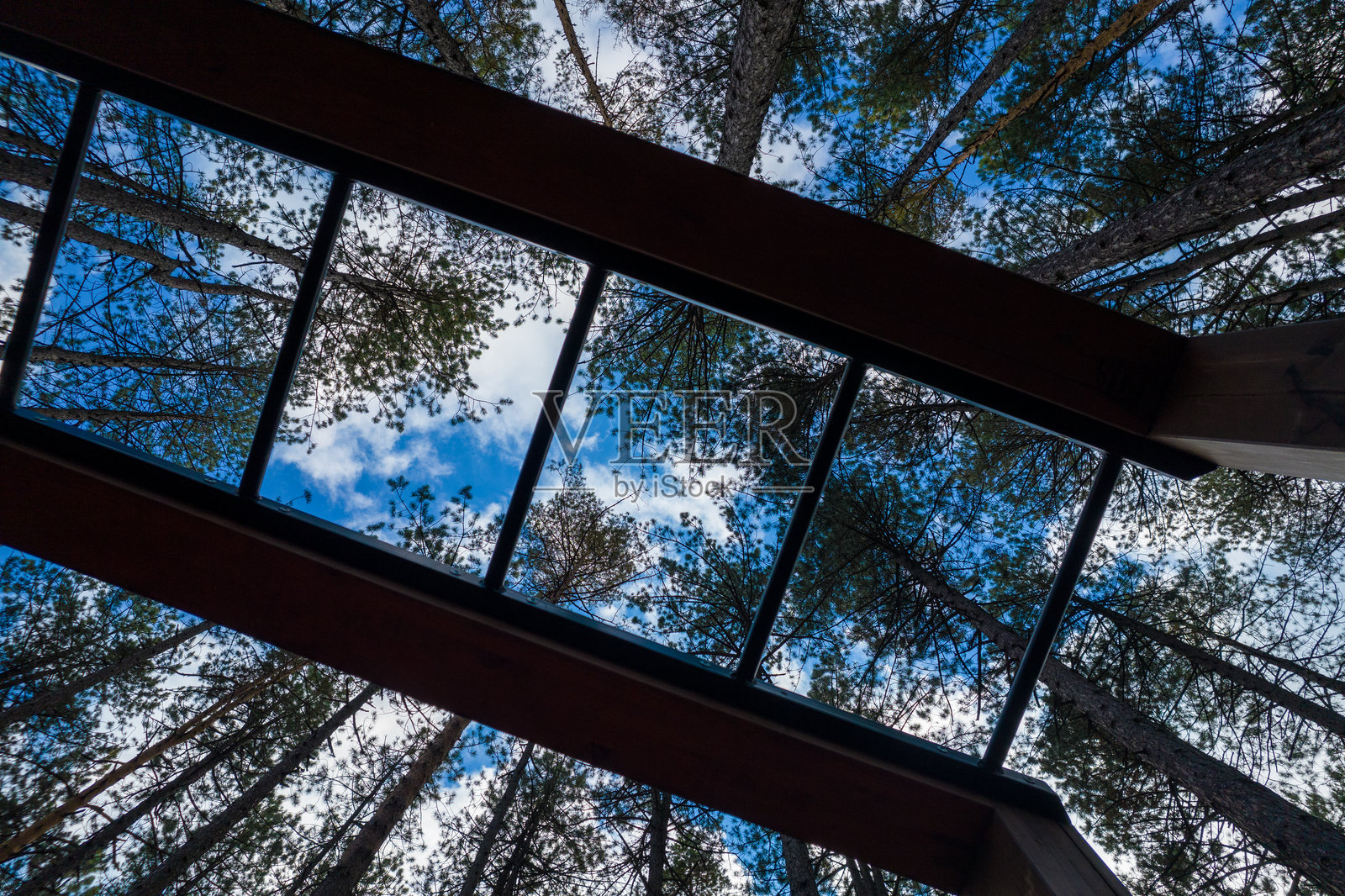 透过玻璃屋顶向上看松树照片摄影图片