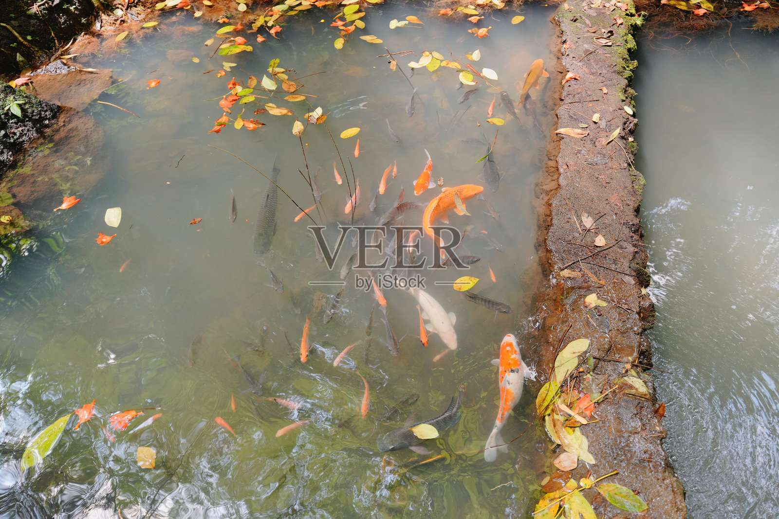 锦鲤和金鱼在池塘里游泳照片摄影图片