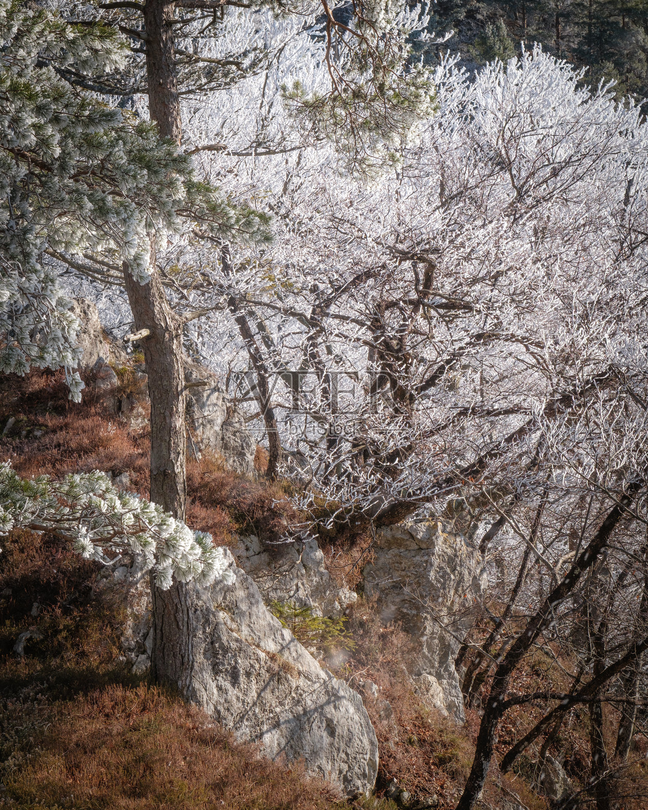 冬季森林中结霜的树木和崎岖的地形。照片摄影图片