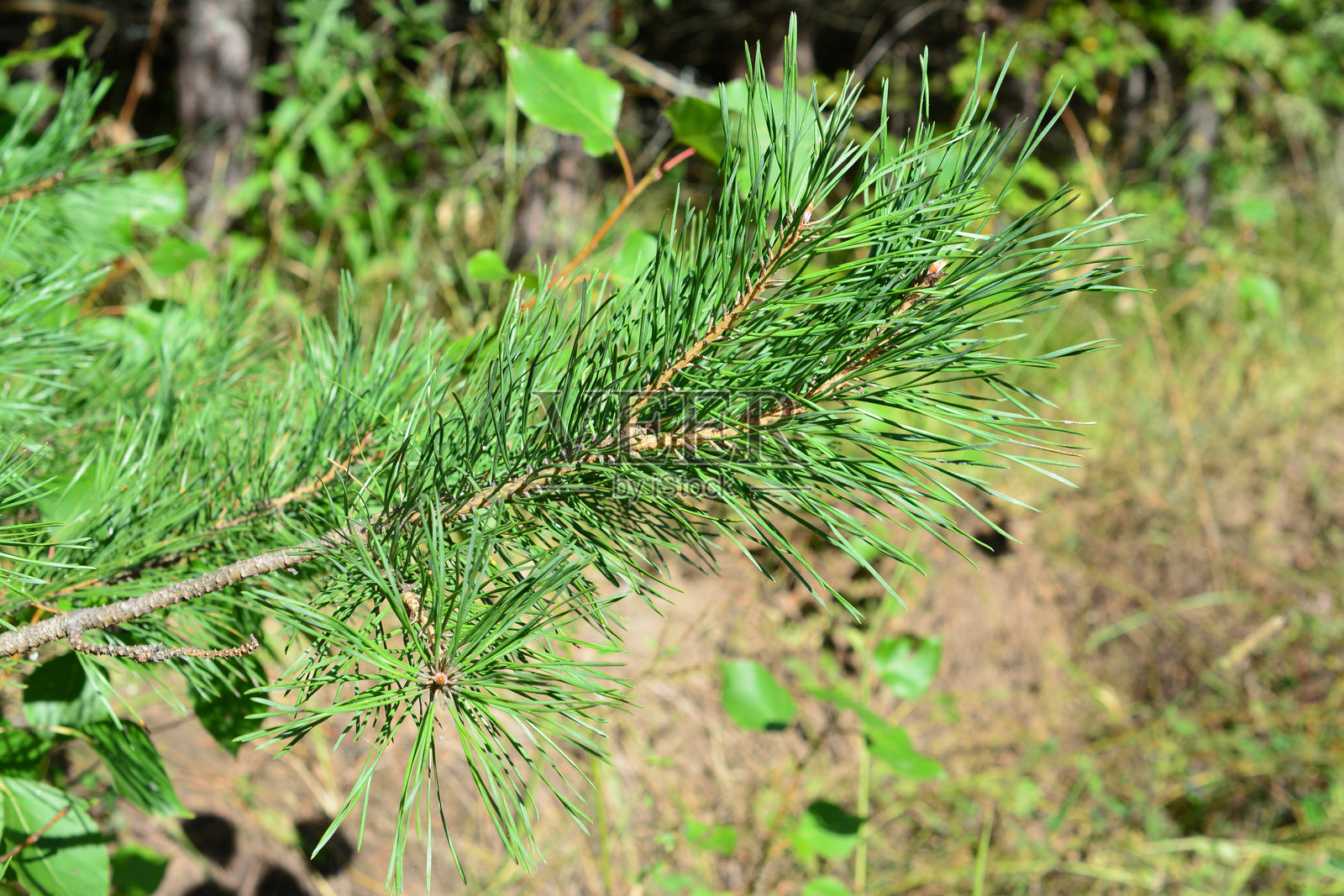 森林中充满活力的绿色松树枝特写照片摄影图片