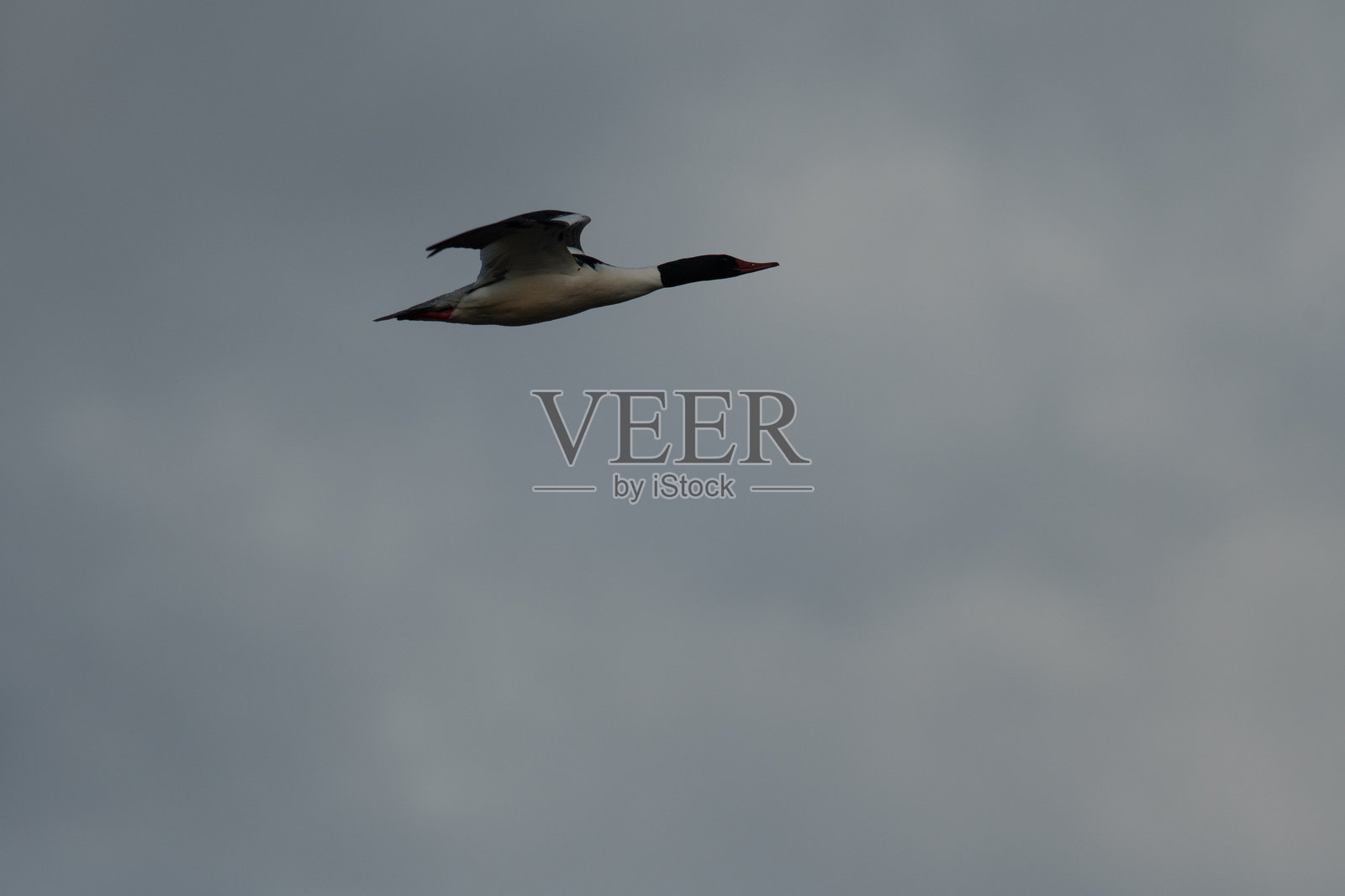 一只普通秋沙鸭在多云天空背景下飞行照片摄影图片