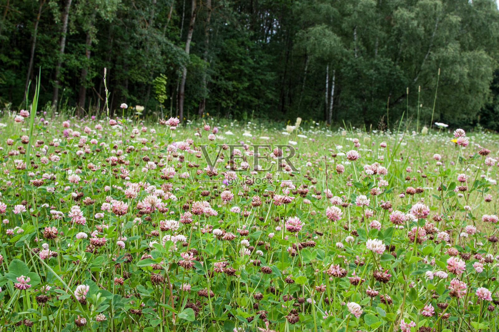 野外草地上盛开的酢浆草野花，一幅风景如画、色彩缤纷的艺术影像，背景柔焦。林地背景下的酢浆草田。照片摄影图片