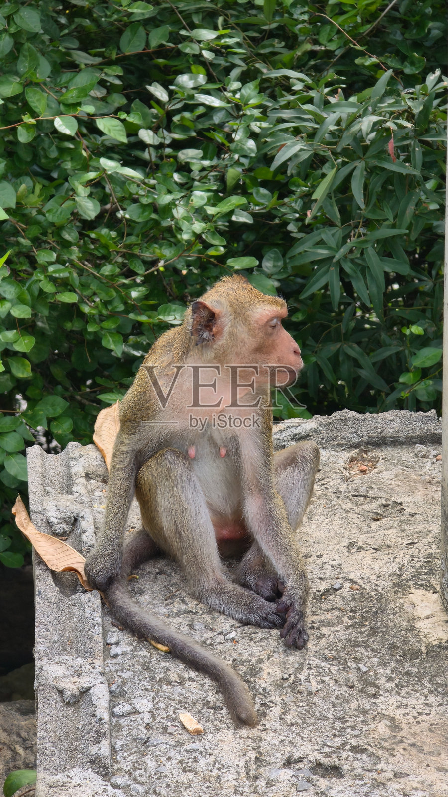 一只观察中的猴子，安详地坐落在美丽的自然环境中，享受着泰国华欣的生活照片摄影图片
