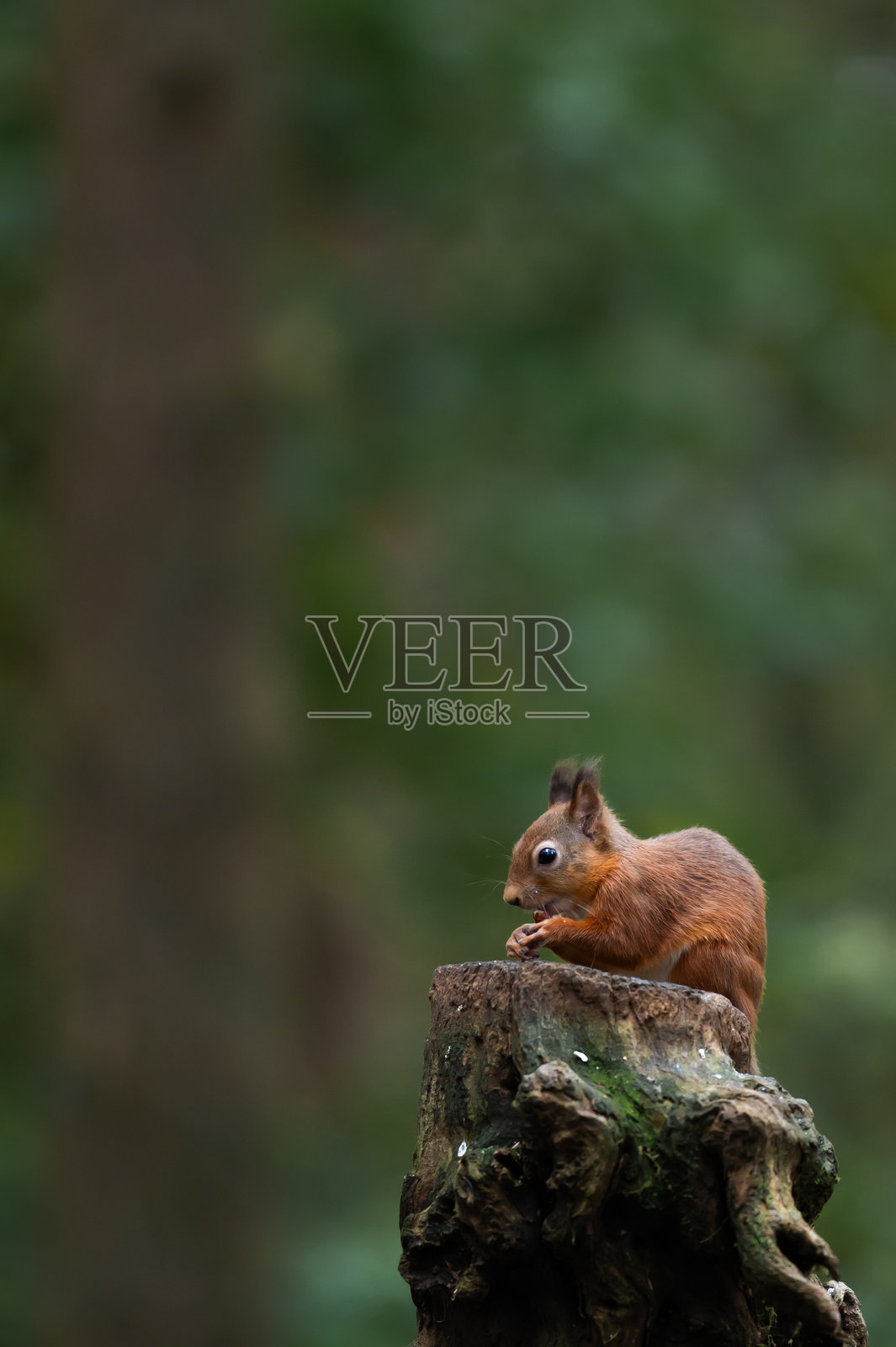 一只红松鼠坐在树桩上吃坚果照片摄影图片