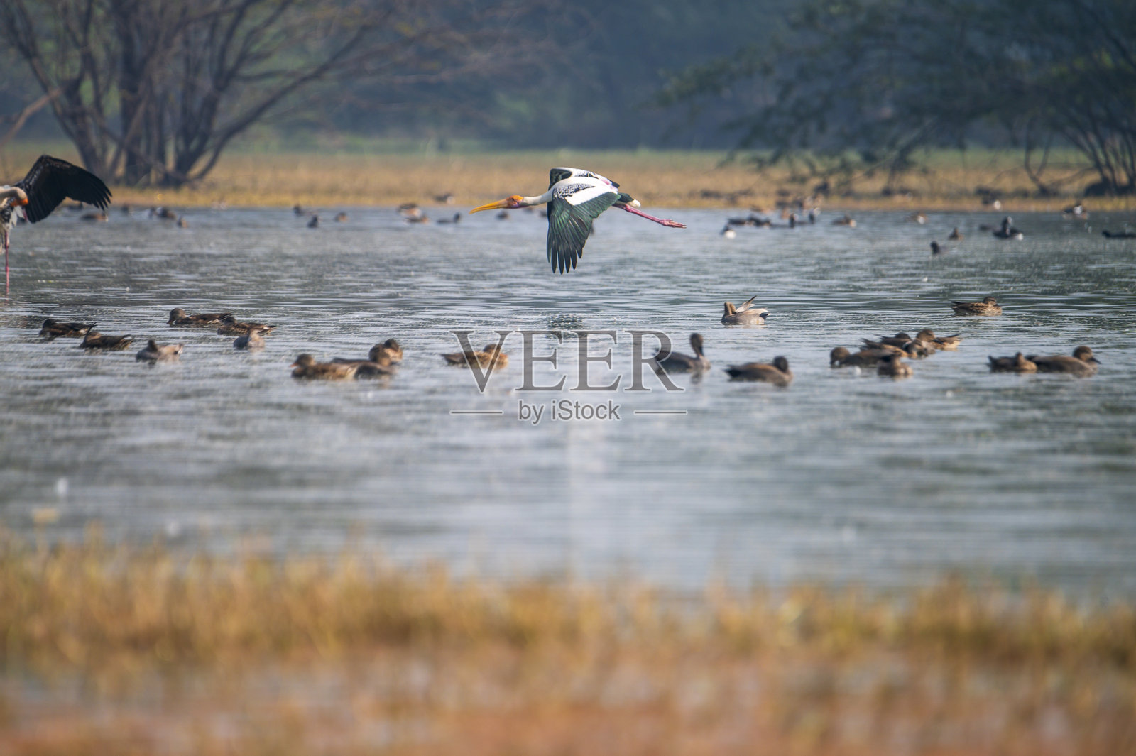 印度苏丹普尔鸟类保护区，白鹳飞过鸭群照片摄影图片