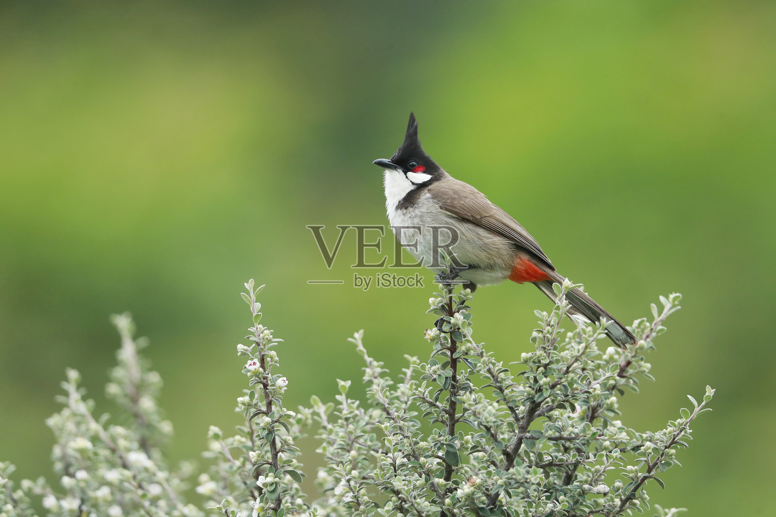 红耳鹎照片摄影图片