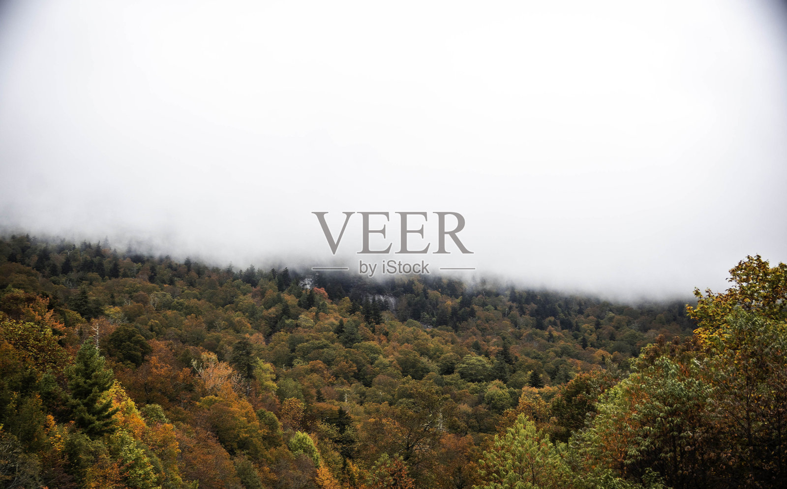 五彩的落叶覆盖着山坡，薄雾弥漫，阴沉的天空下是明亮的树冠和火红的叶子。照片摄影图片