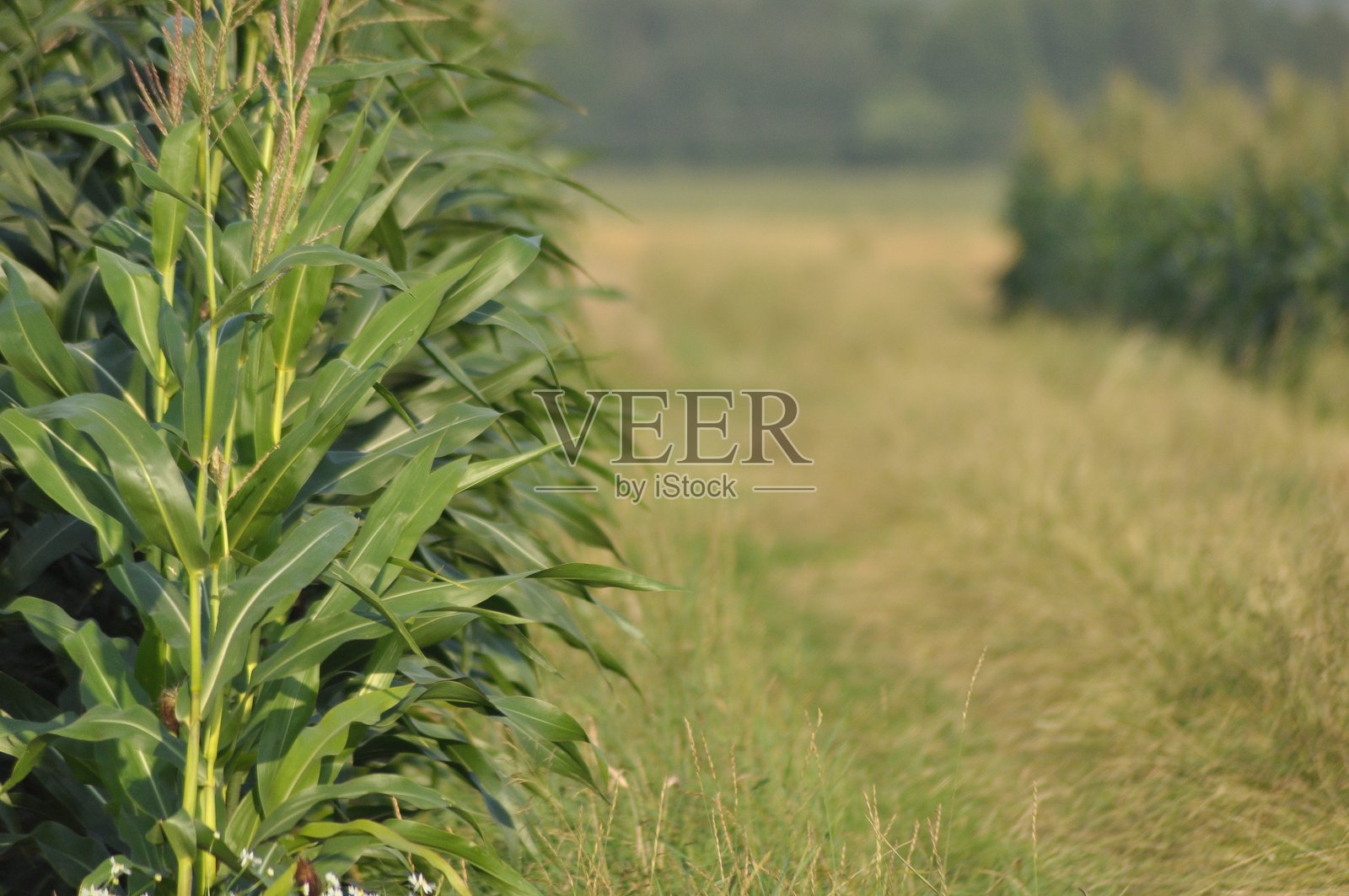 阳光明媚的下午，在乡村田野里一条狭窄的小路旁种植着玉米。照片摄影图片